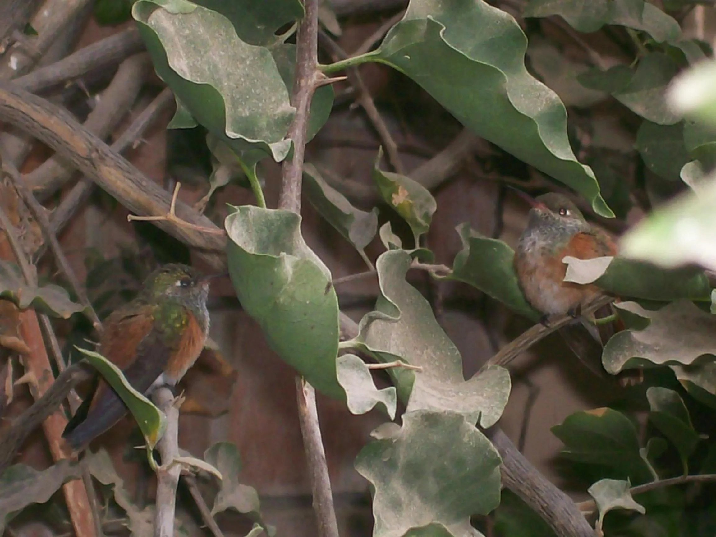 Patio in Hostal Tambo Colorado