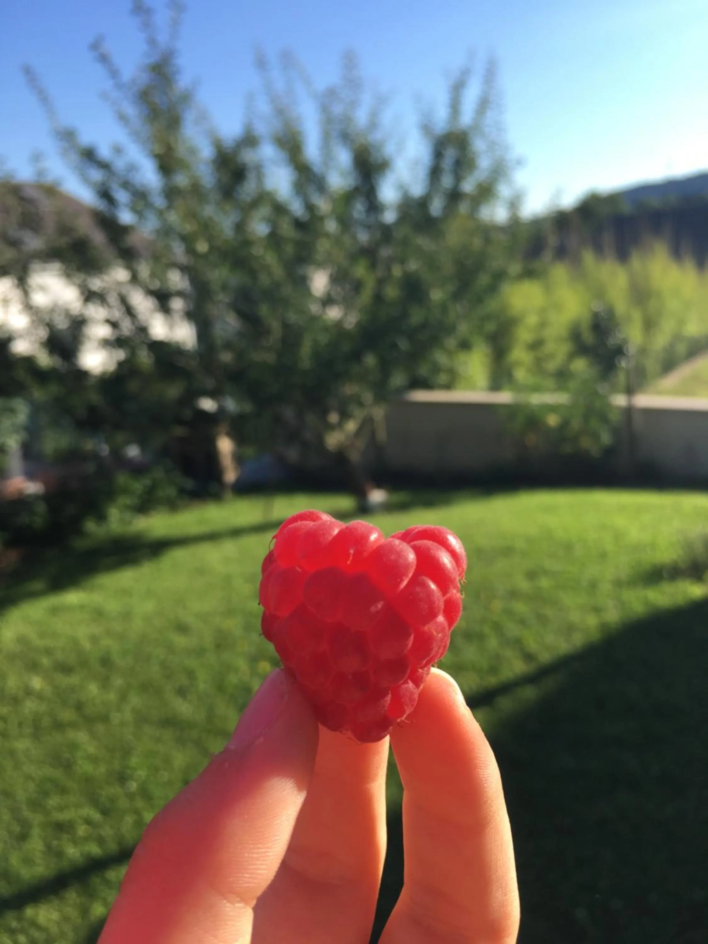 Garden in Sleeping Bio Tea