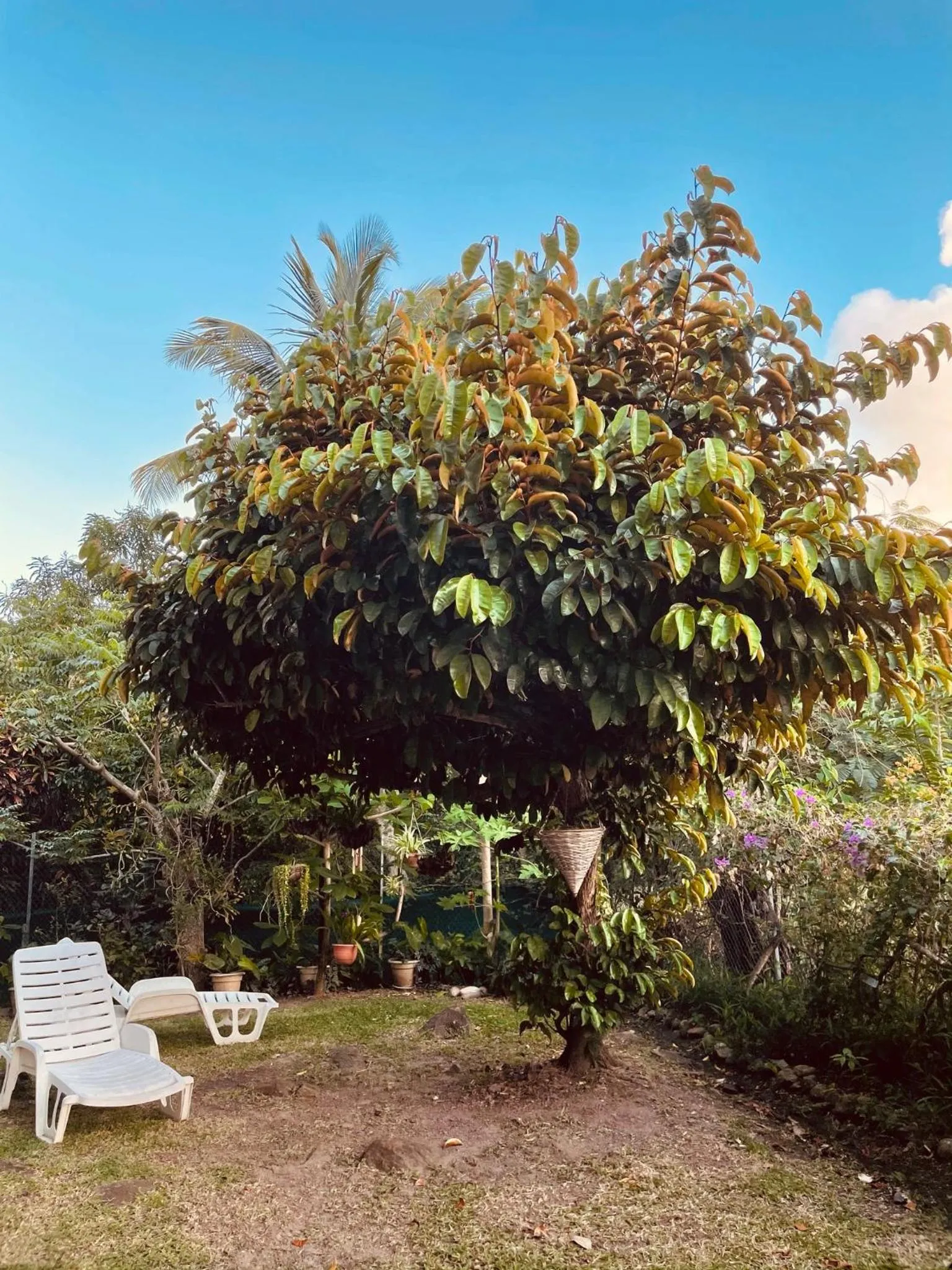 Garden in Résidence Sucrerie Motel - Les Anses-d'Arlets - Martinique