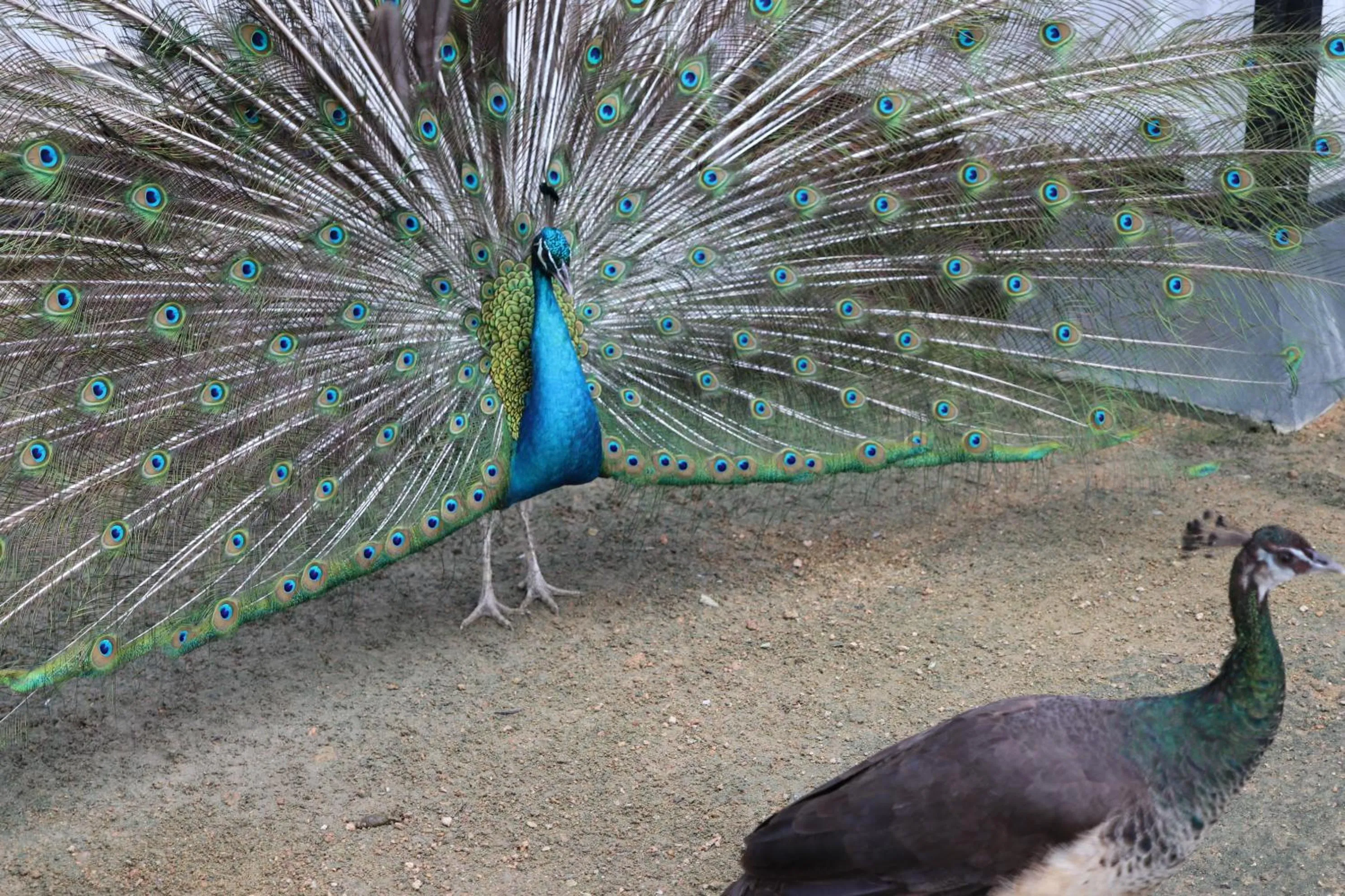 Animals in The Residence Bintan