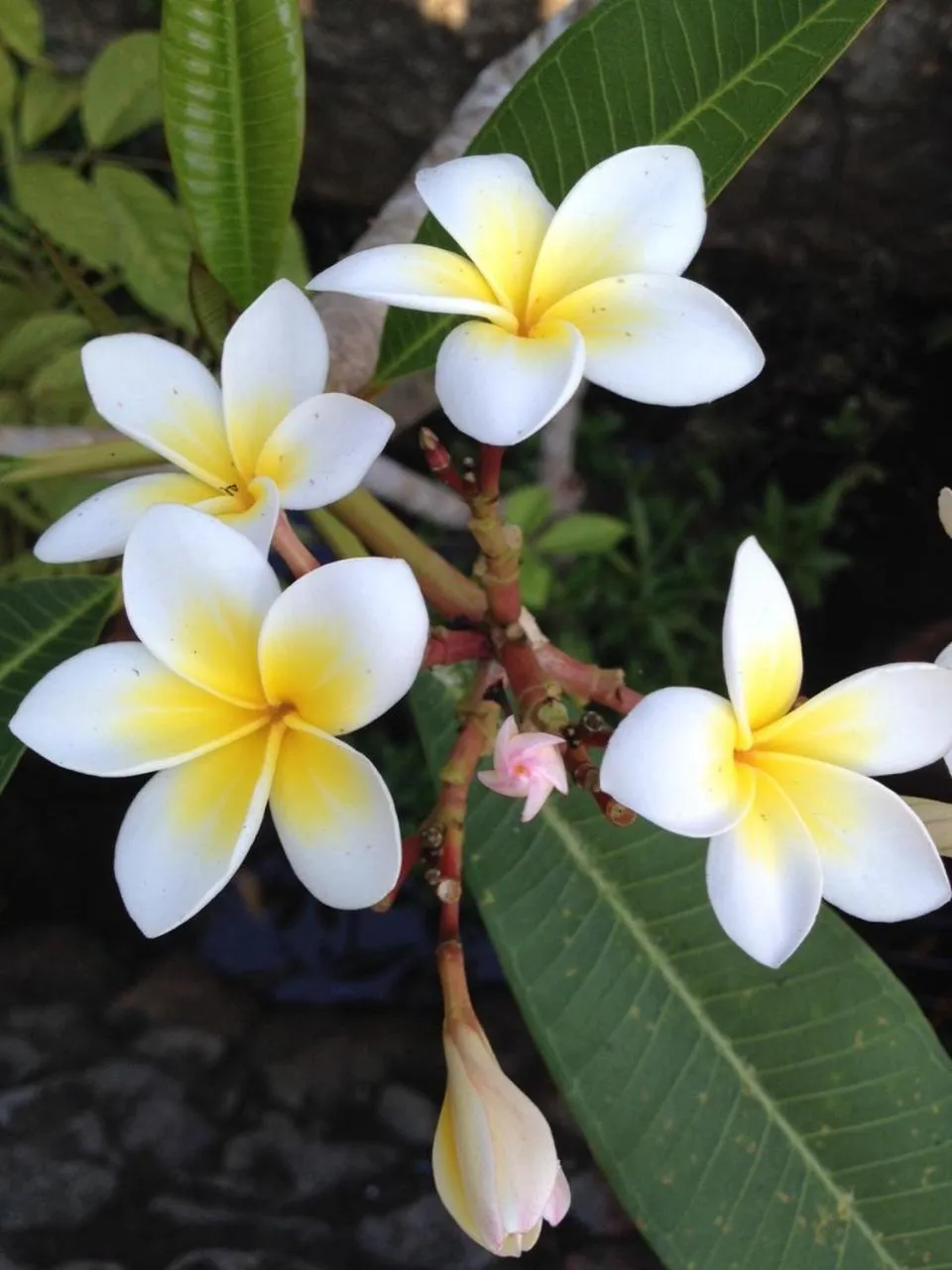 Garden in Sea Pines & Liberg
