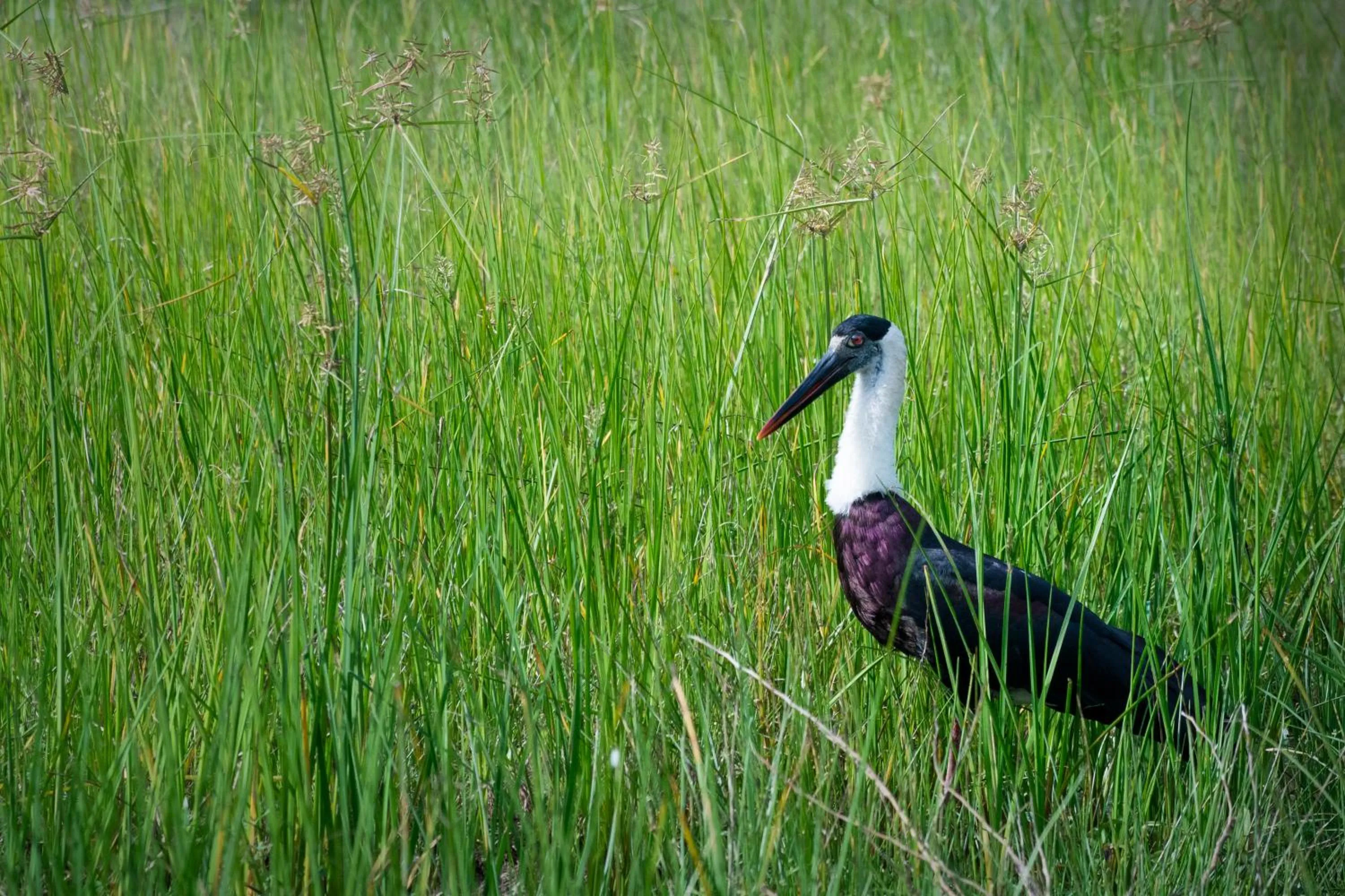 Day in Funky Leopard Safari Lodge Bordering Yala National Park