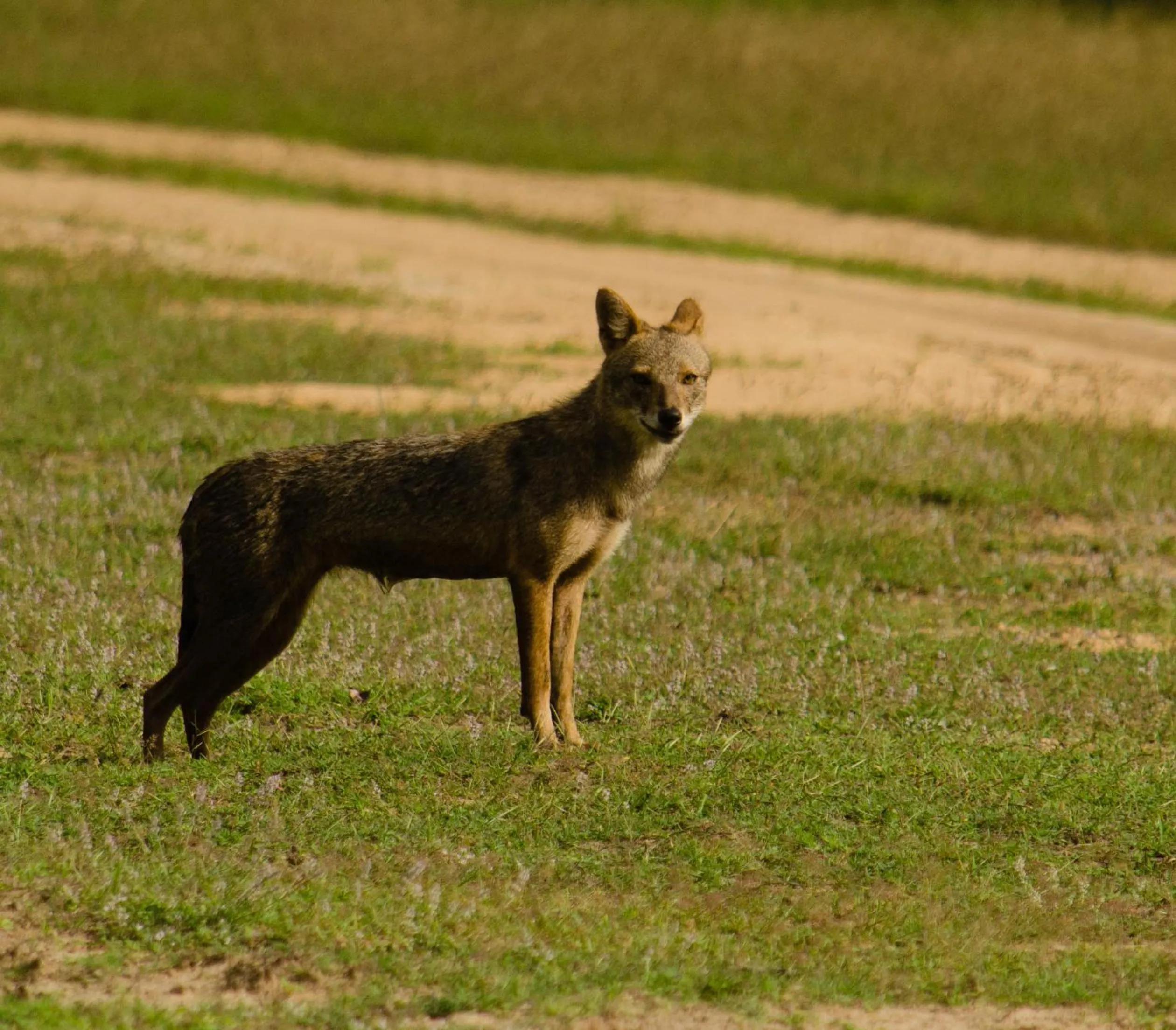 Animals in Funky Leopard Safari Lodge Bordering Yala National Park