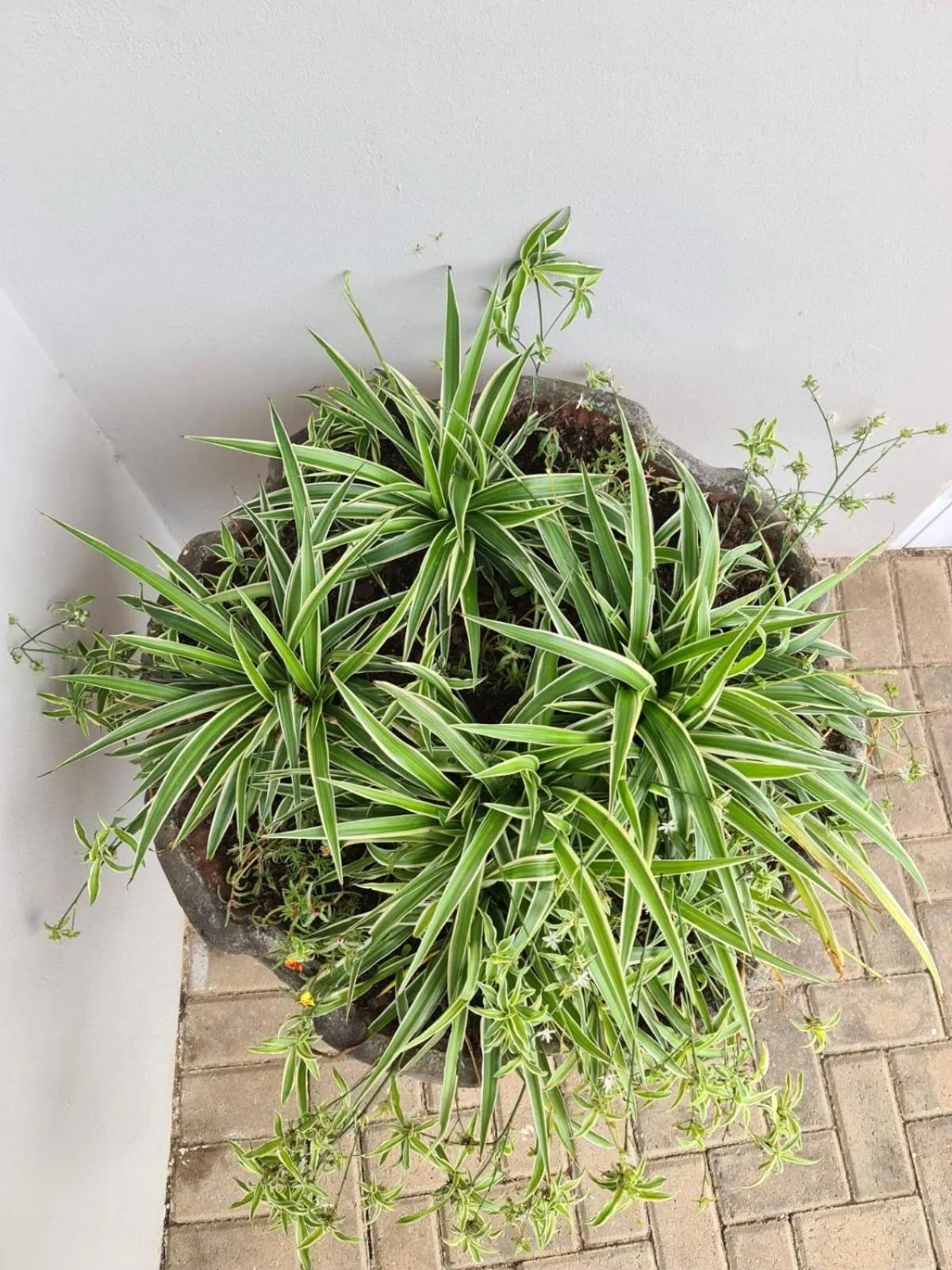 Property building in Lion Lodge