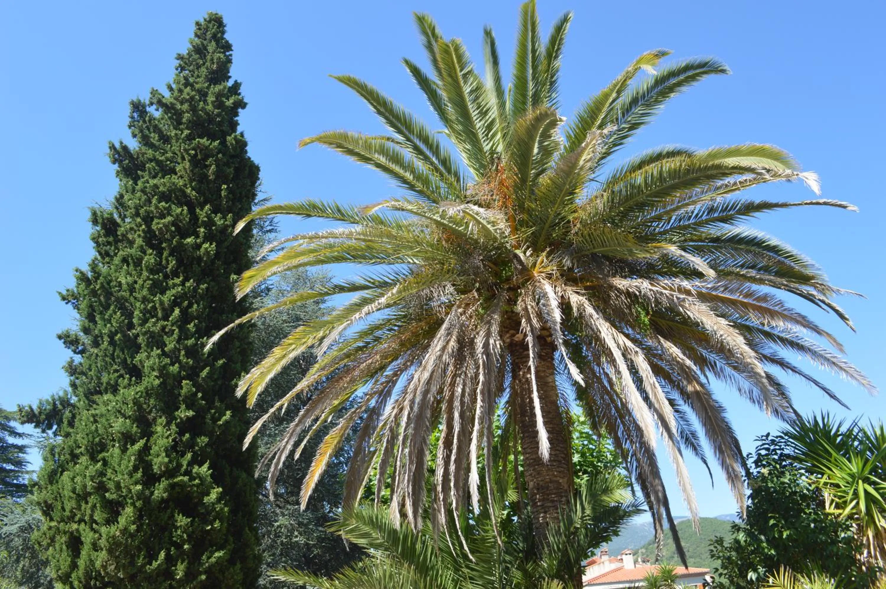 Garden in Villa Lafabregue