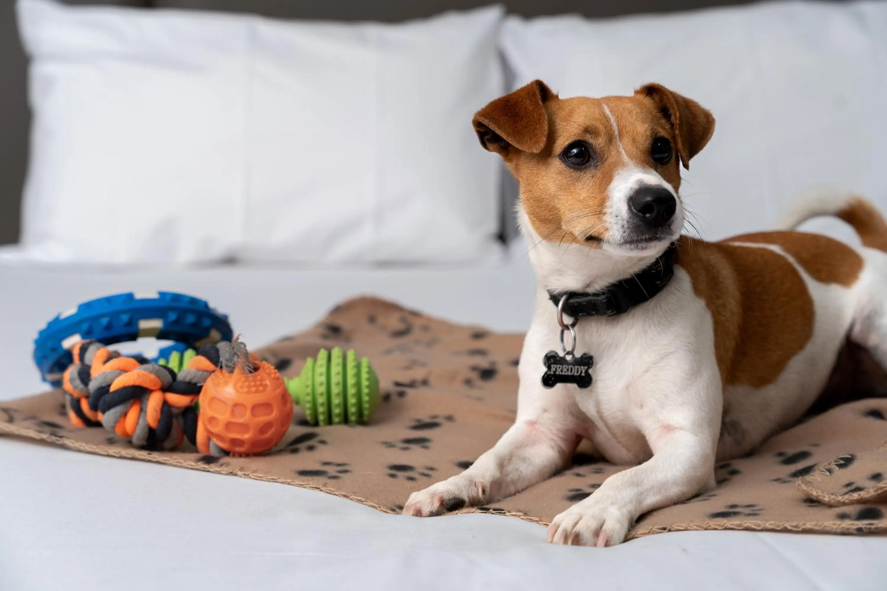 Pets in Mantra Albury