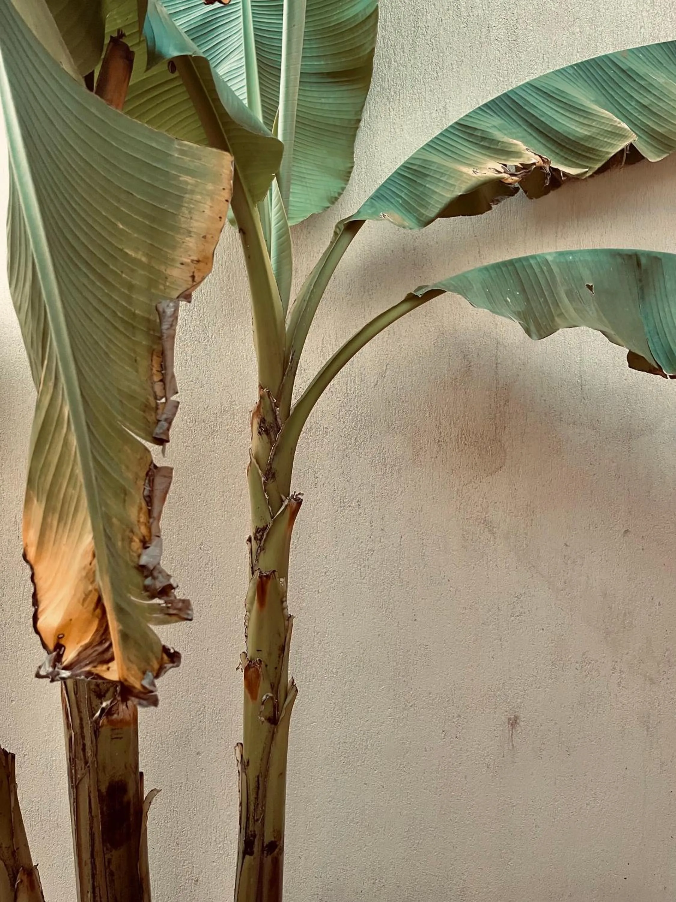 Property building in Toile Blanche