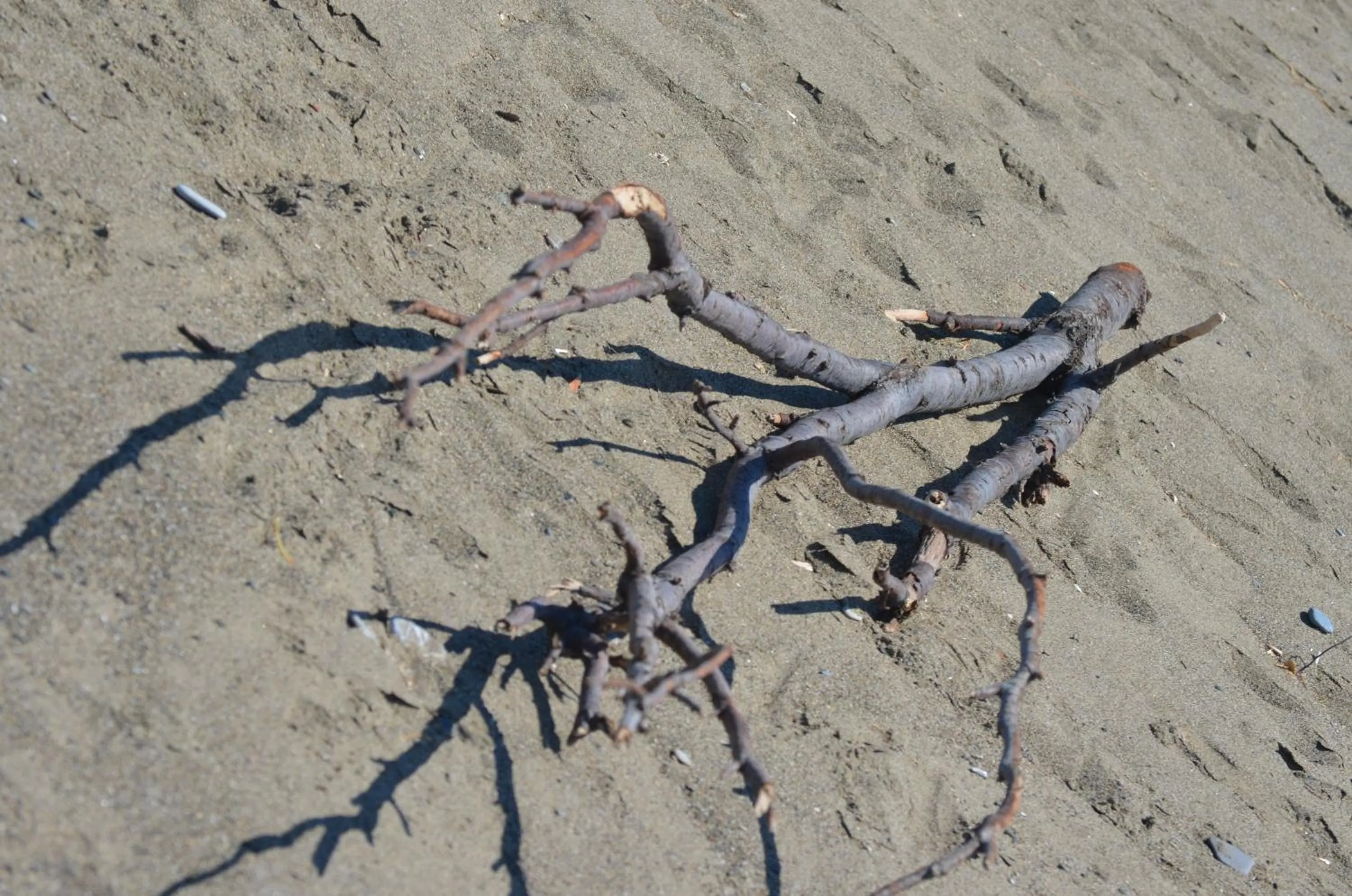Beach in Hotel Paradiso Verde