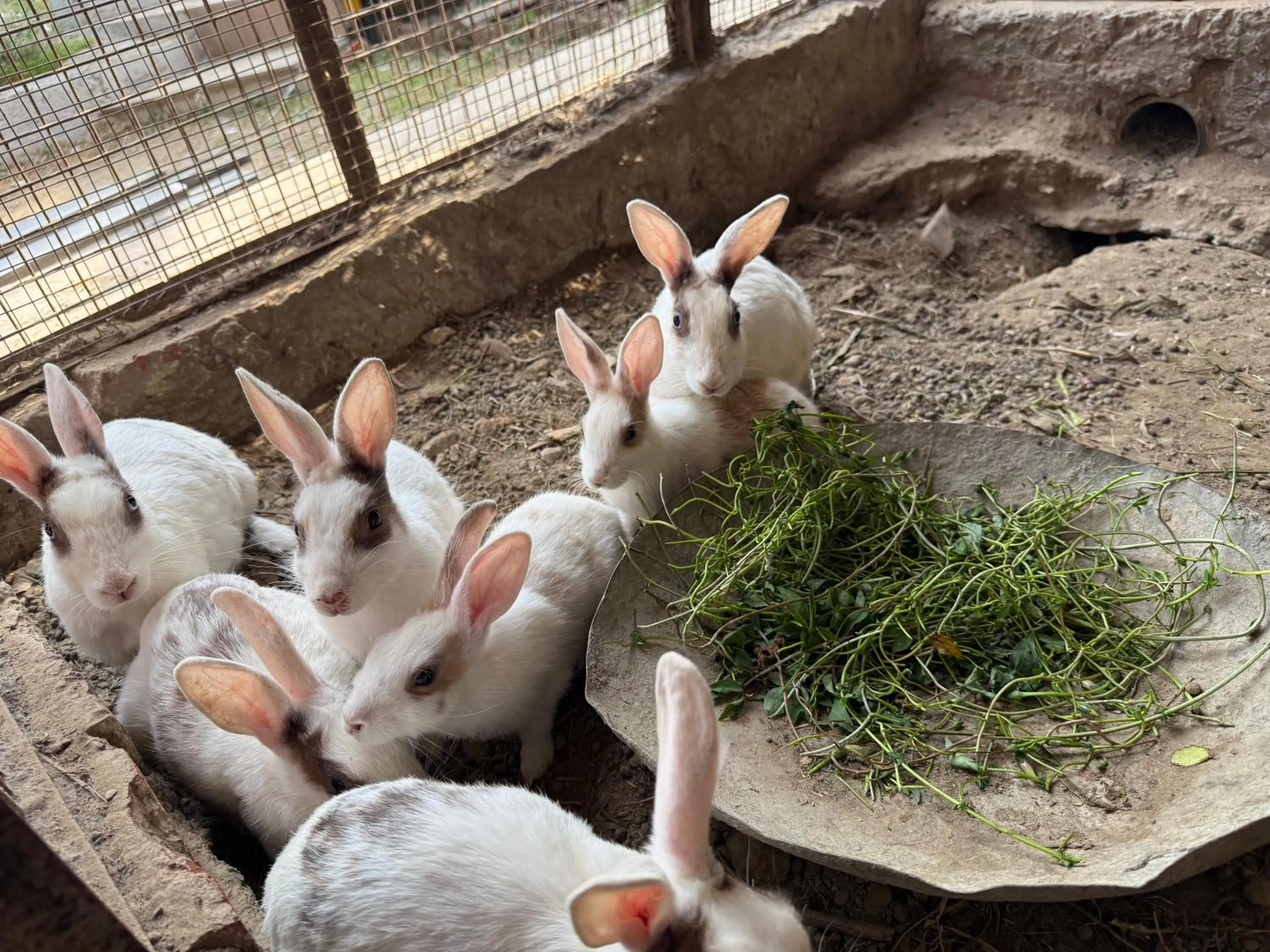 Animals in ECKO Kasang Regency Hill Resort