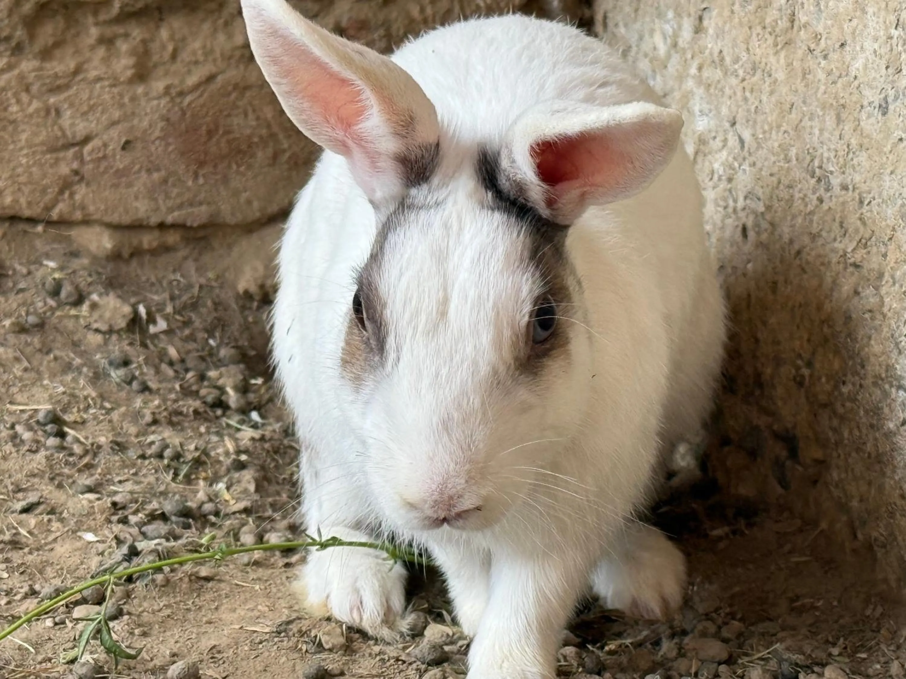 Garden in ECKO Kasang Regency Hill Resort