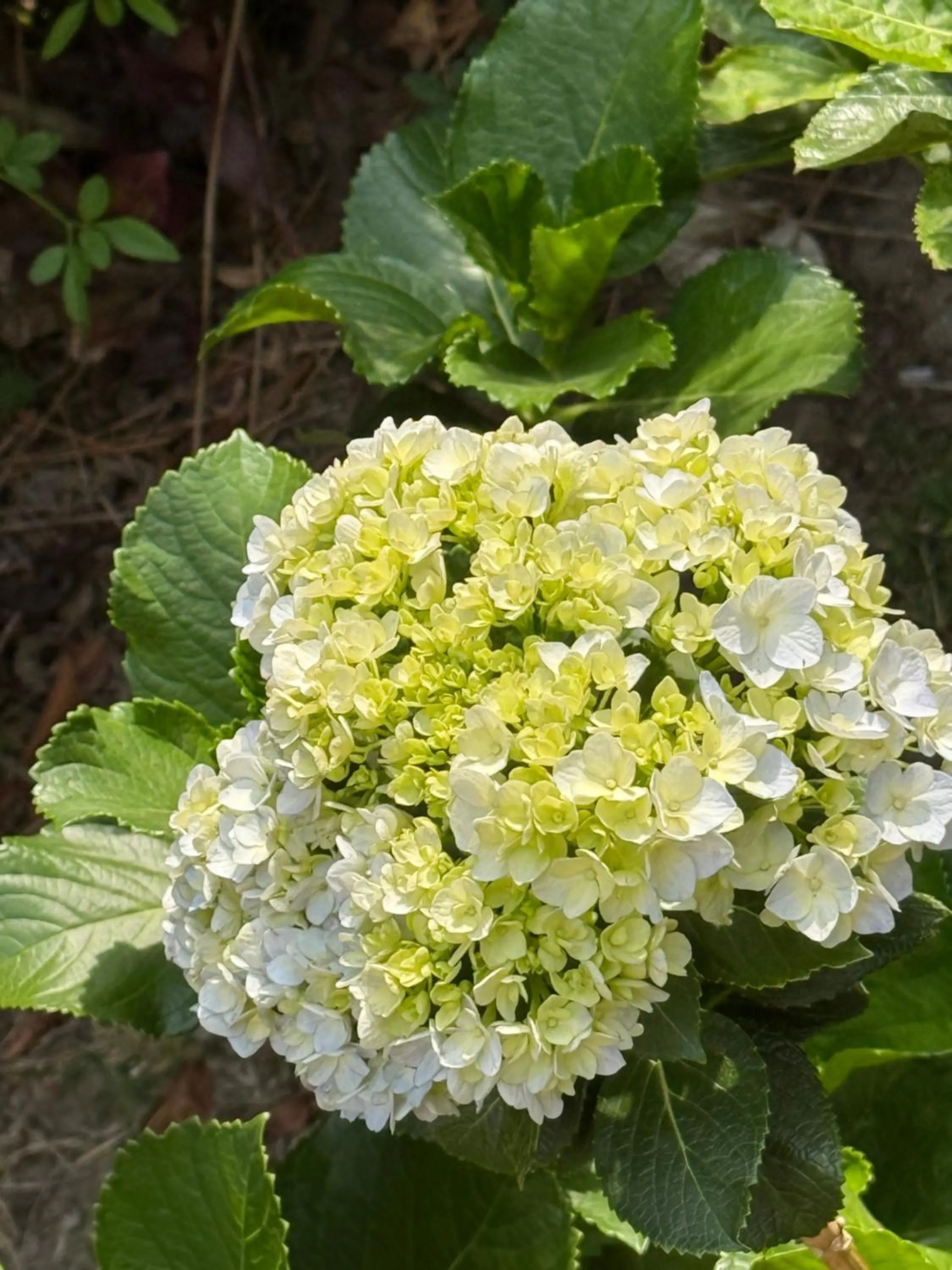Garden in ECKO Kasang Regency Hill Resort