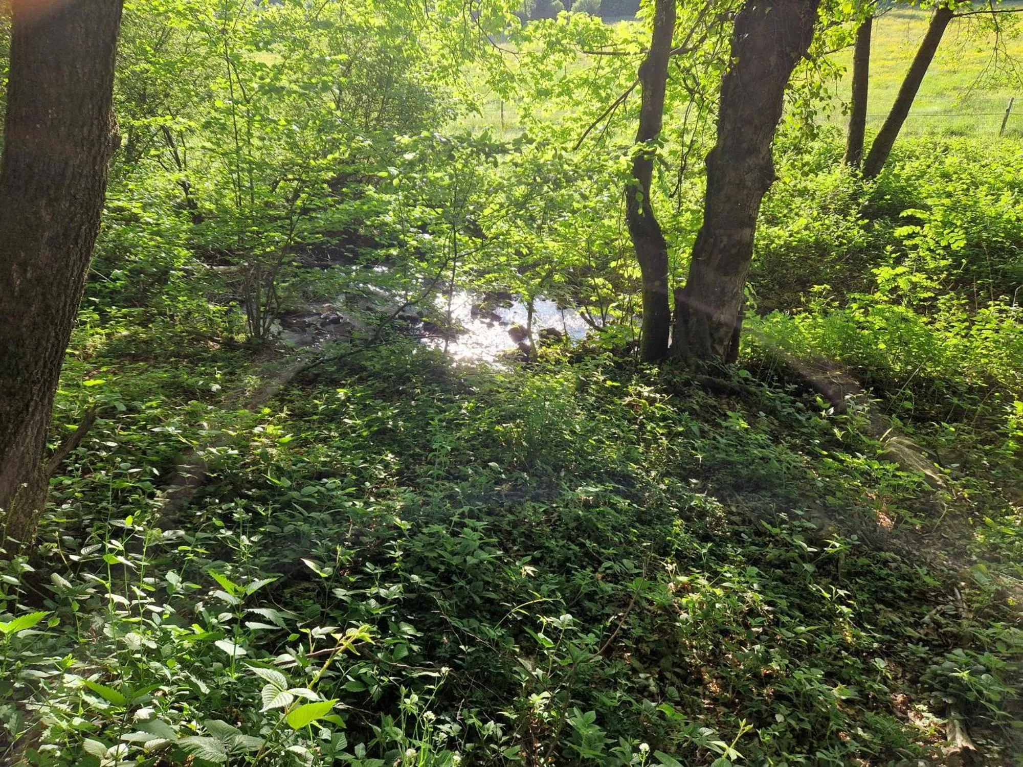 Spring in Hotel Platzhirsch