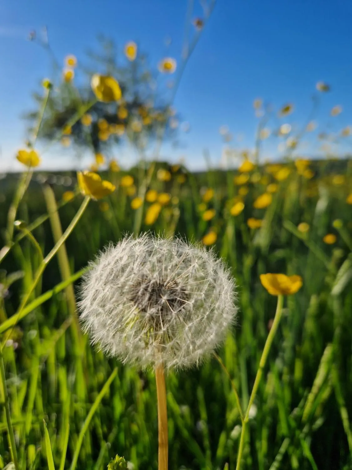 Spring in Hotel Platzhirsch