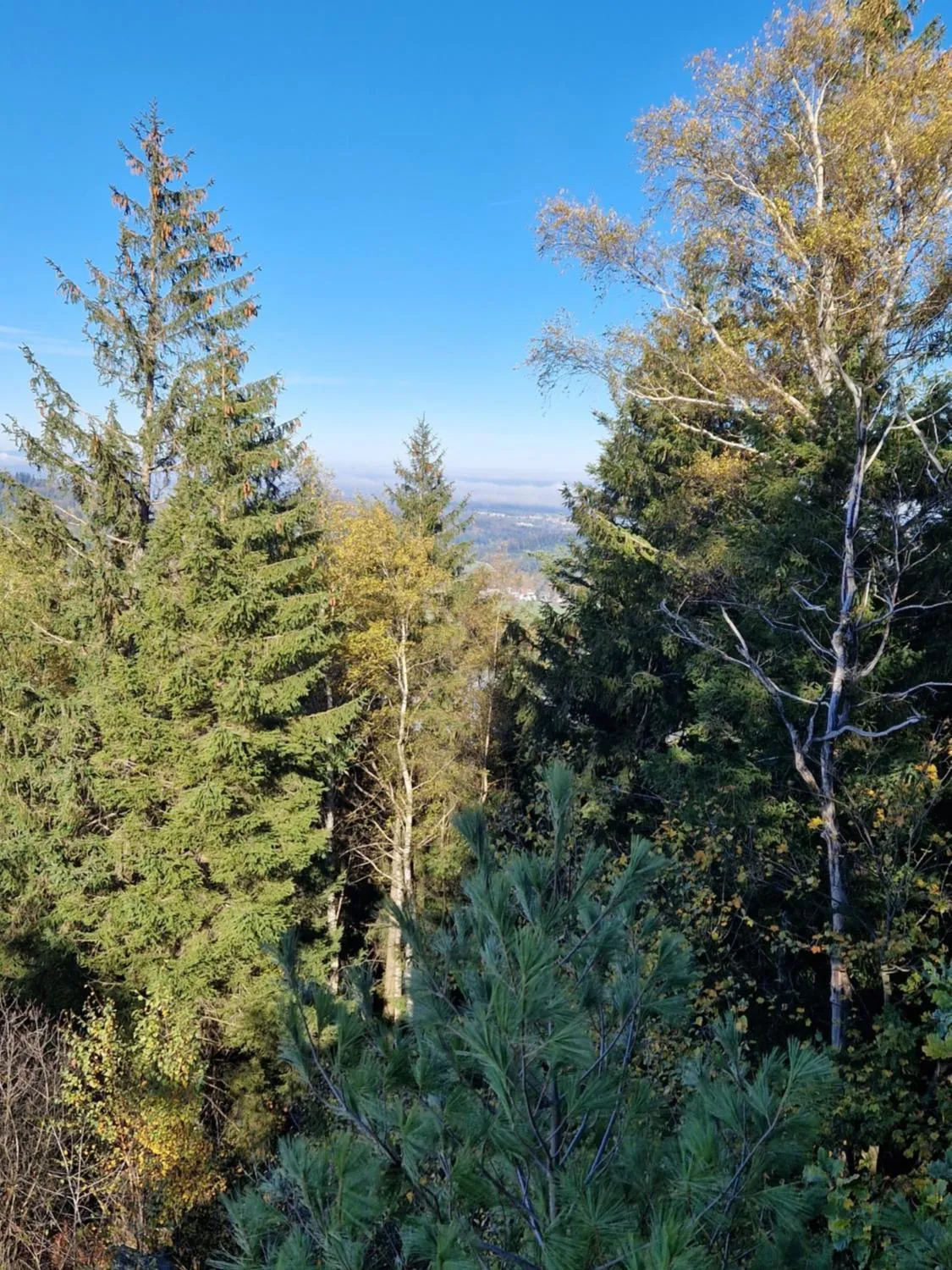 Area and facilities in Hotel Platzhirsch