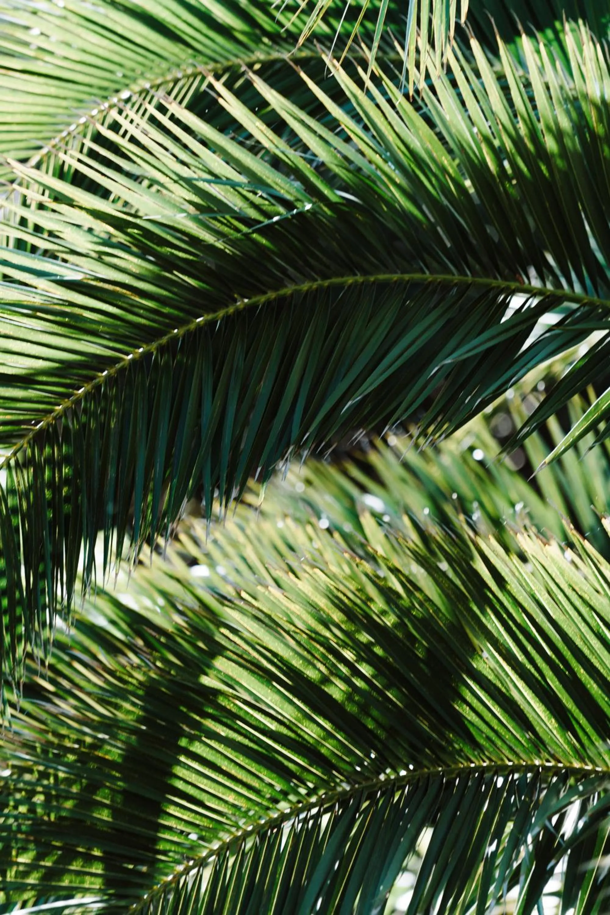 Natural landscape in Hôtel Les Fougères - Hossegor