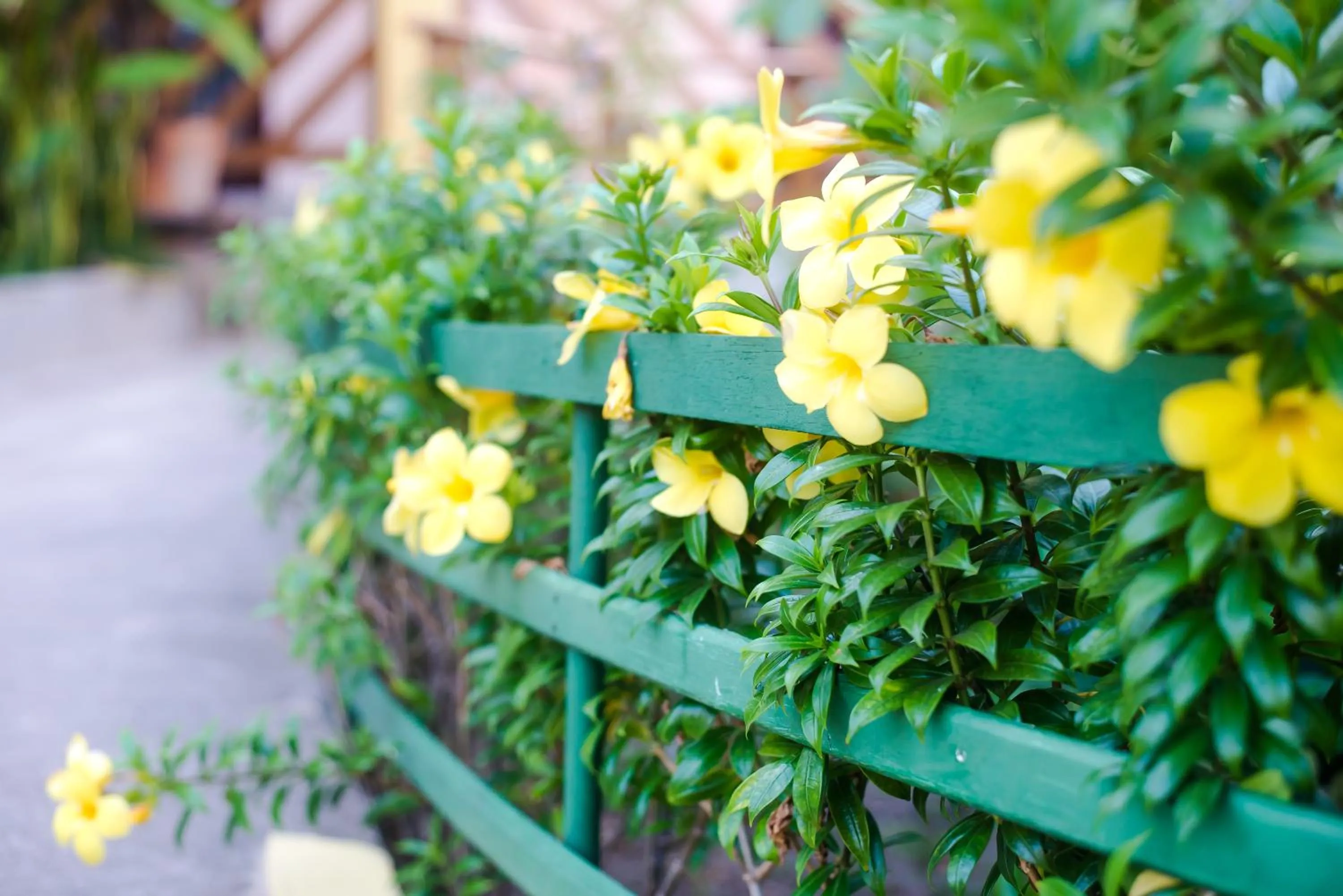 Garden in Pousada D' Areia