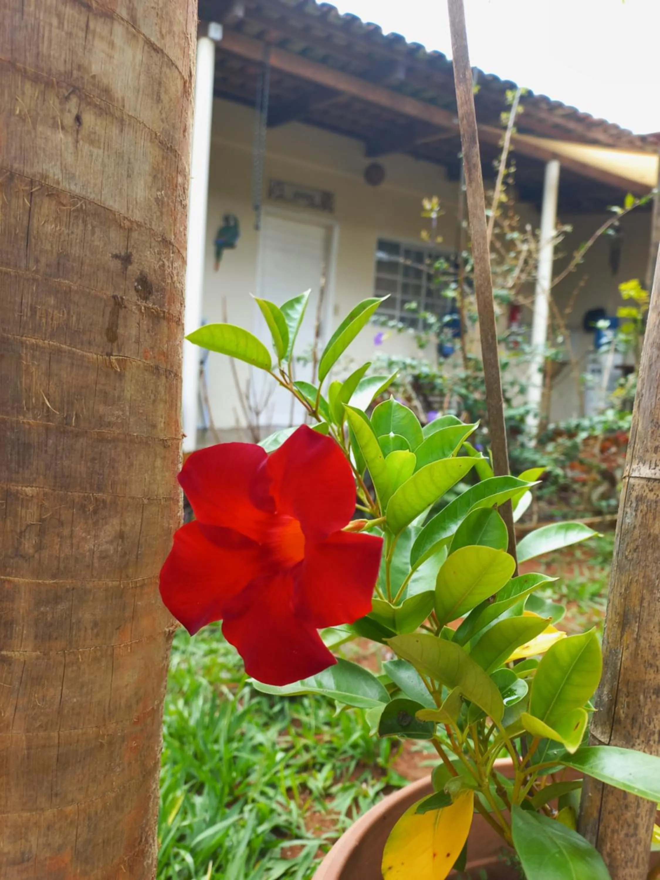 Garden in Pousada Veadeiros - Alto Paraiso de Goiás