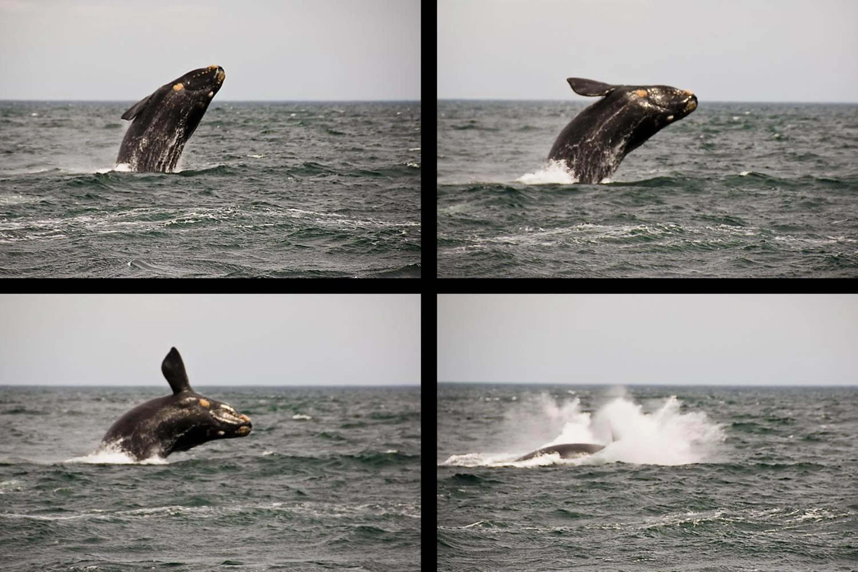 Natural landscape in Hotel Península Valdés