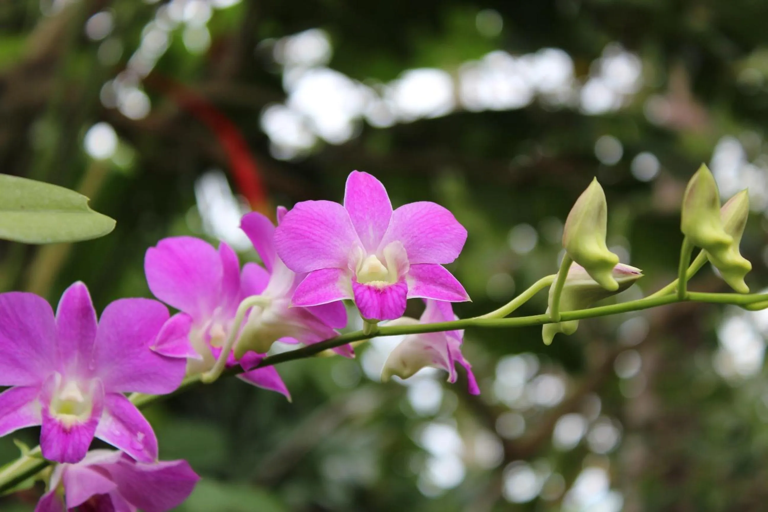Natural landscape in Dewani Villa Resort