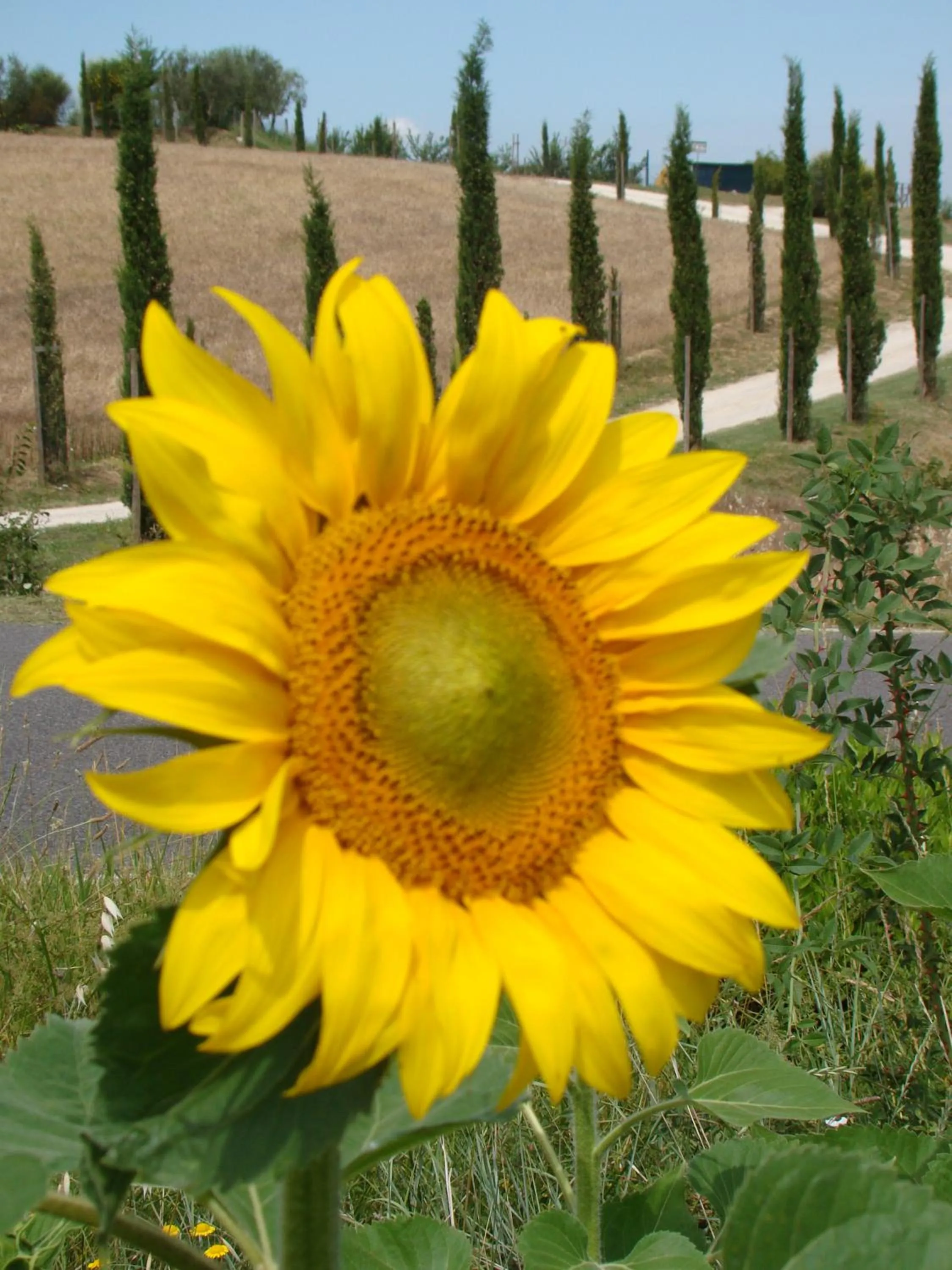 Street view in Agriturismo Il Macchione