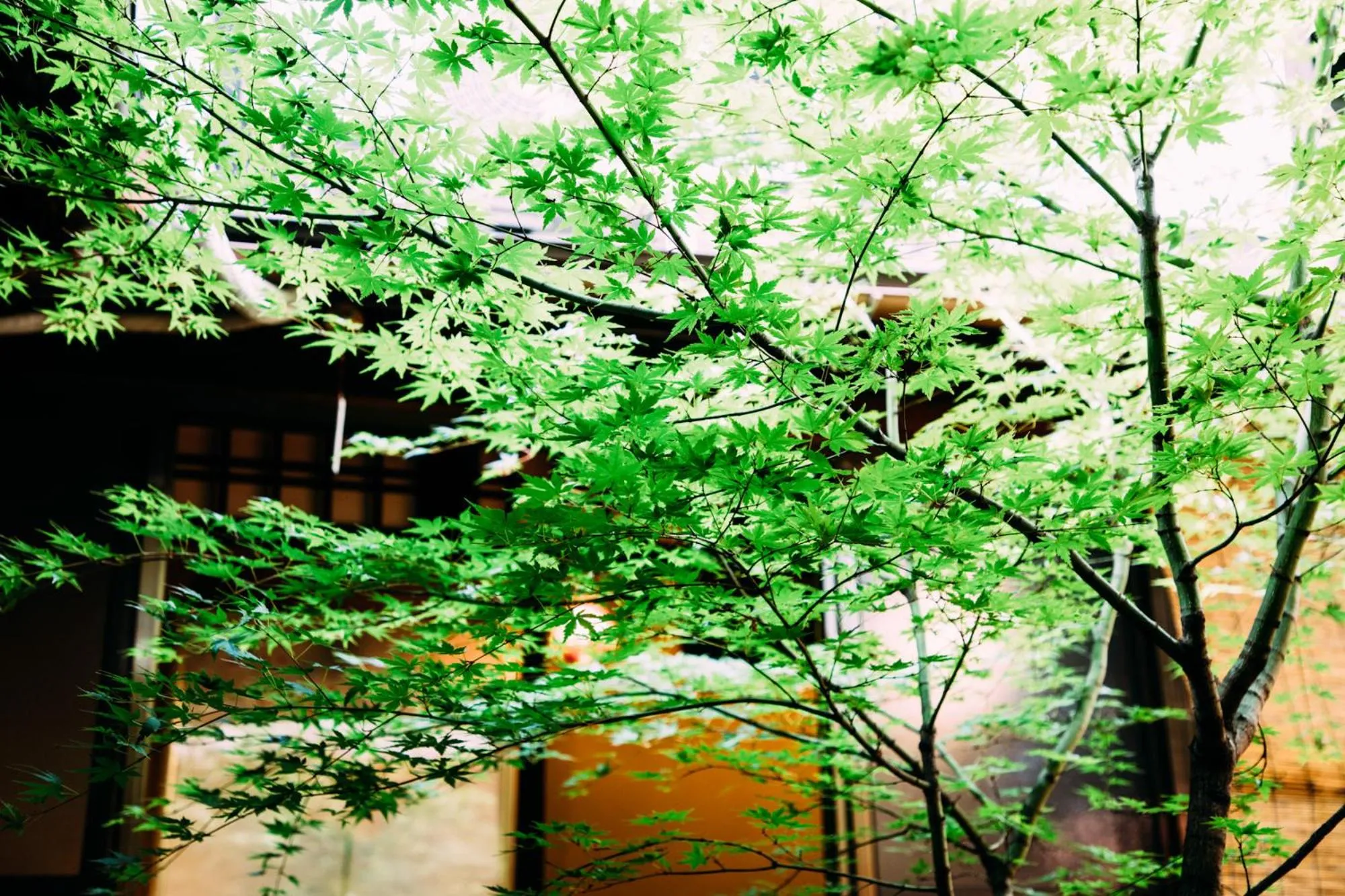 Garden view in Tsukito