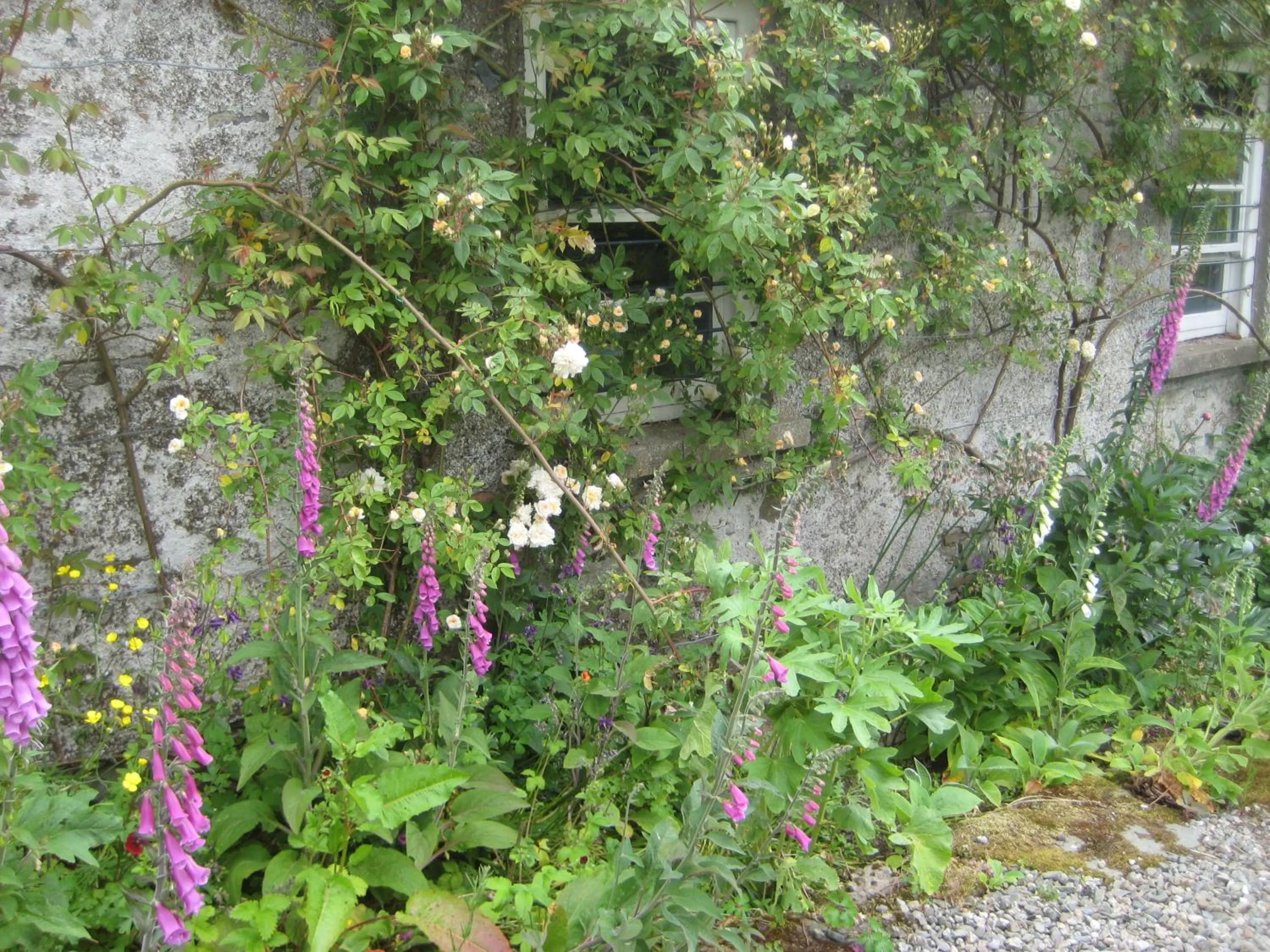 Garden view in Ballydugan Country House