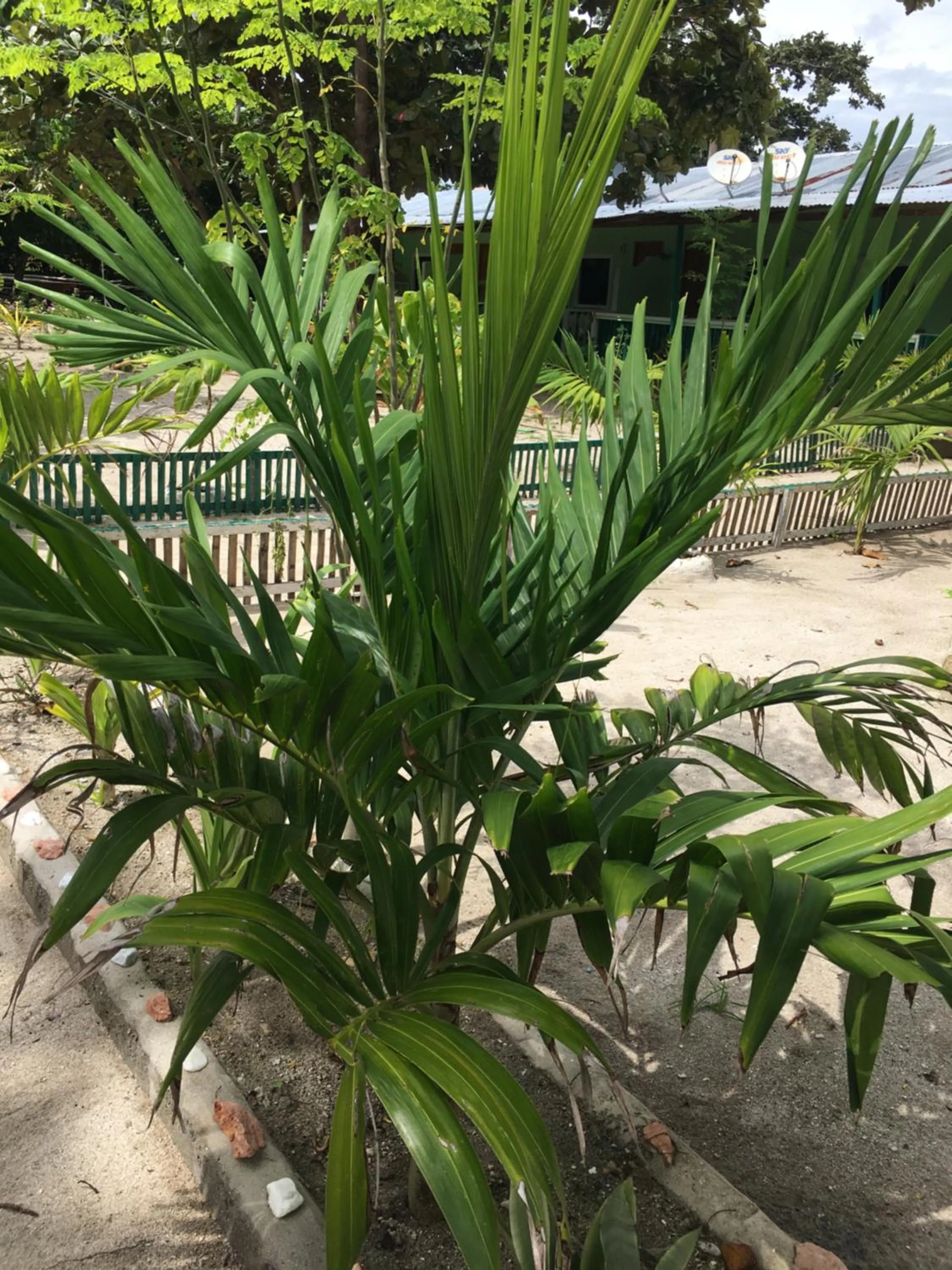 Day in Mabuhay Thresher Dive Resort