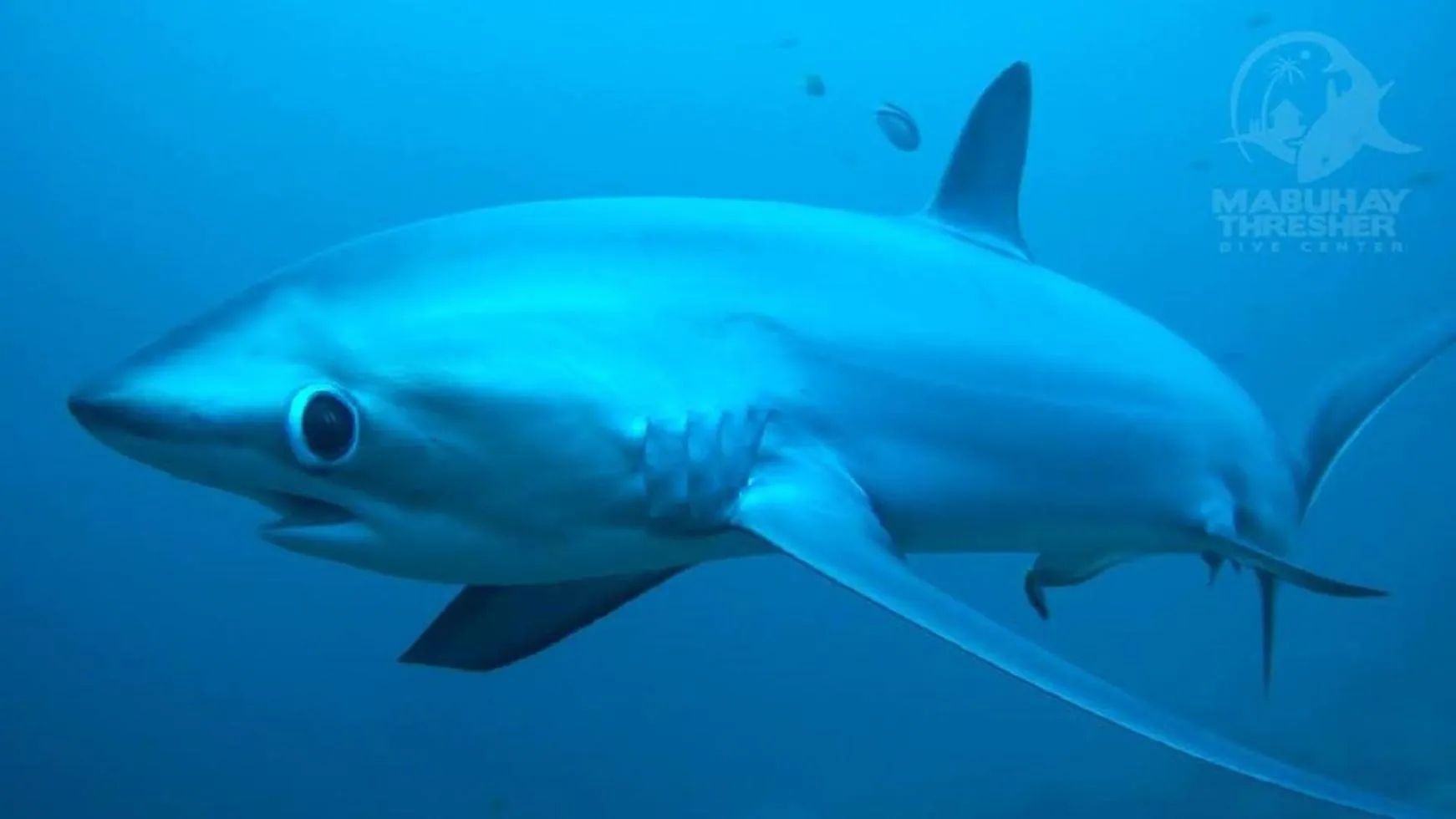 Beach in Mabuhay Thresher Dive Resort