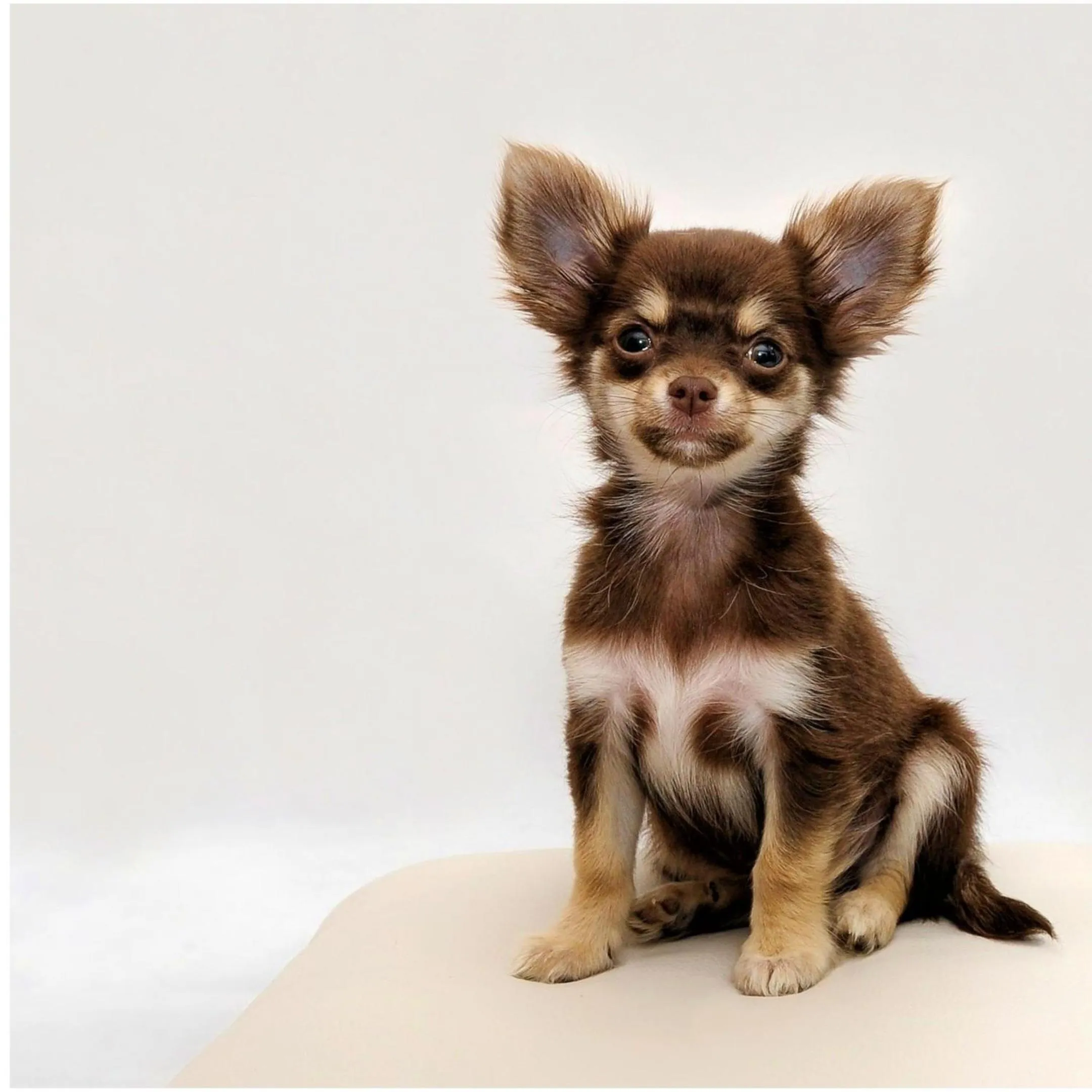 Pets in Hotel Ferraz