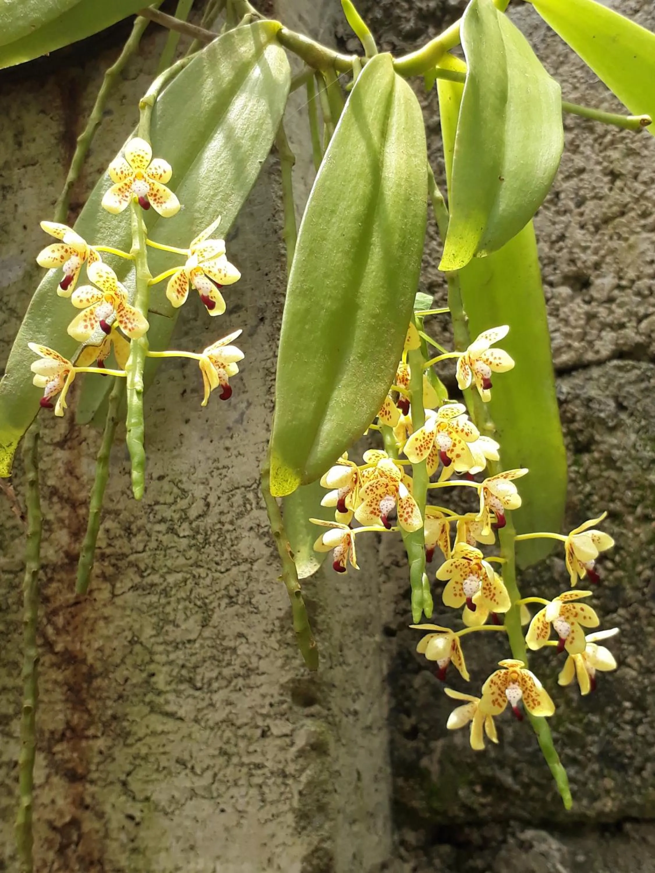 Garden in Ila Homestay