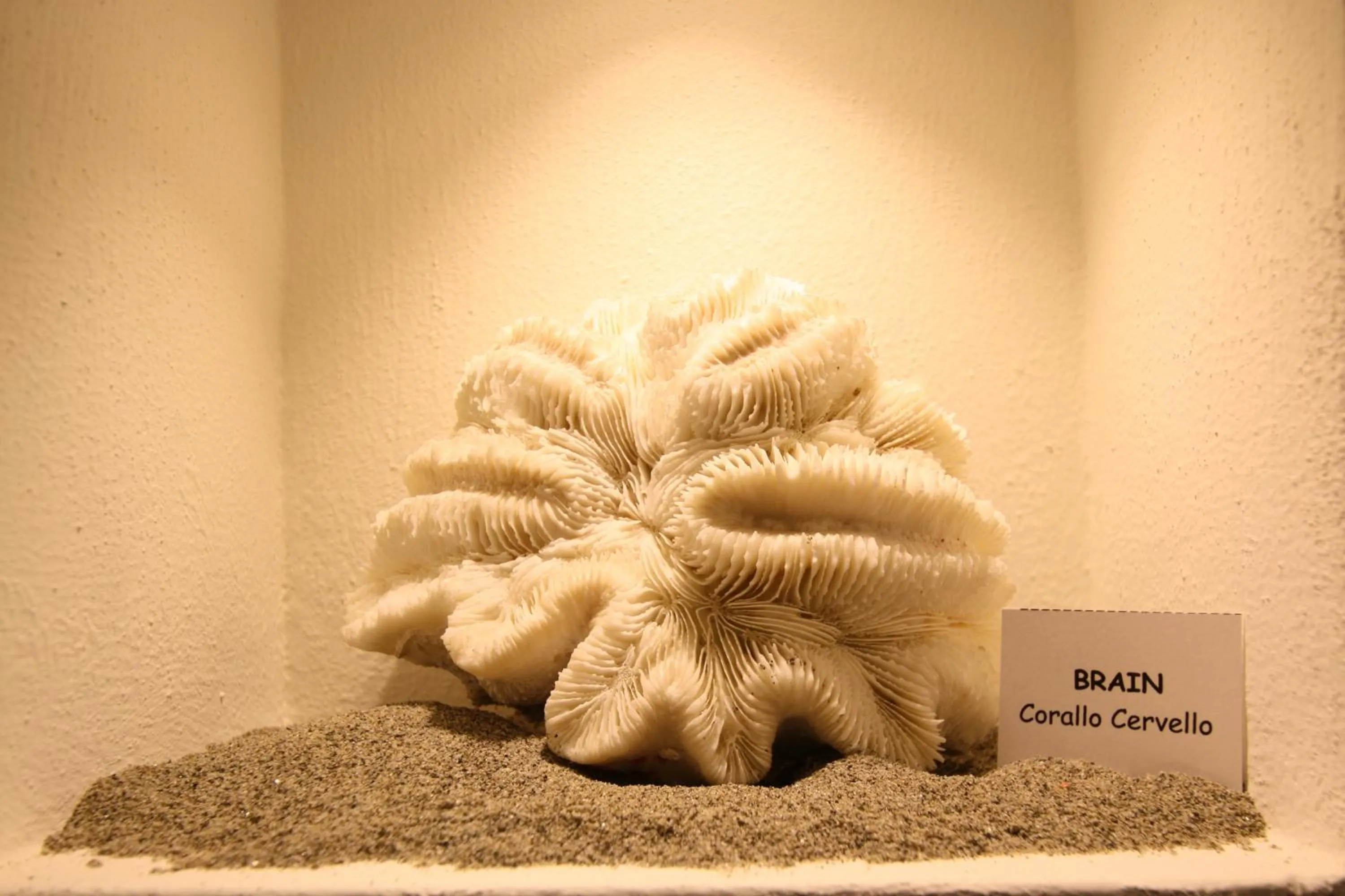 Decorative detail in Hotel Garnì Corallo