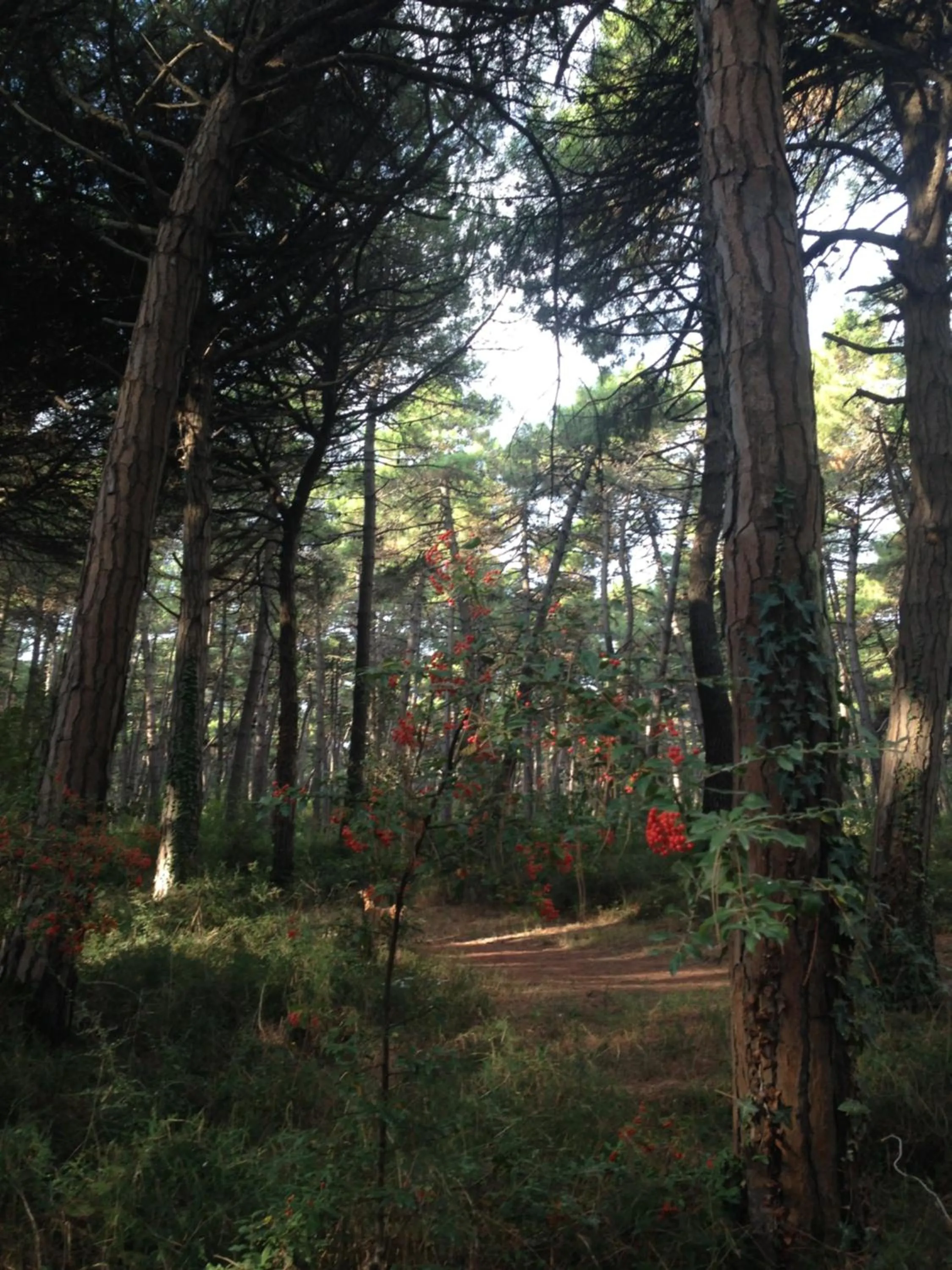 Natural Landscape in B&B Amici Miei