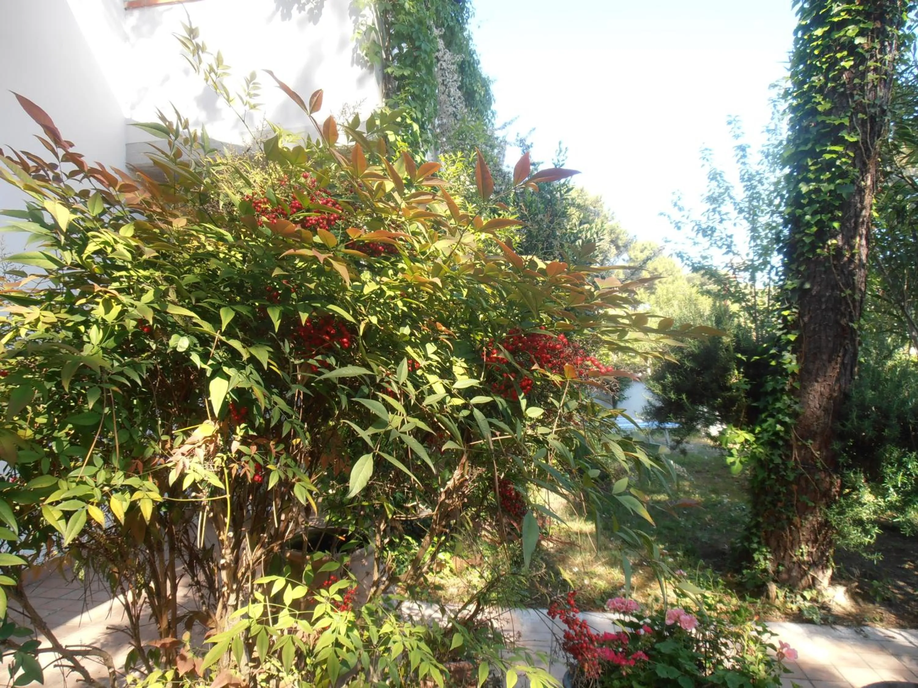 Garden in B&B Amici Miei