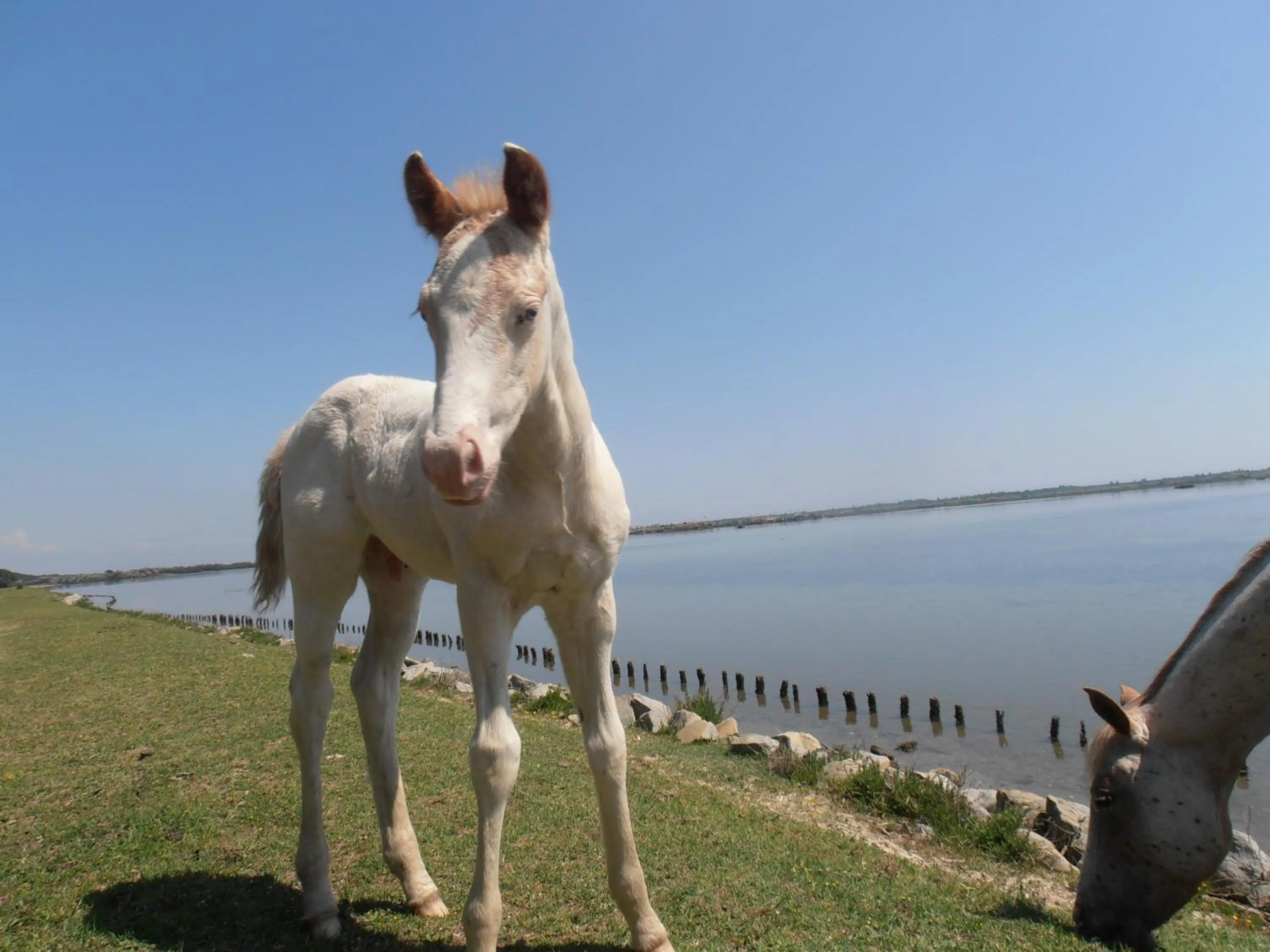 Other Animals in B&B Amici Miei