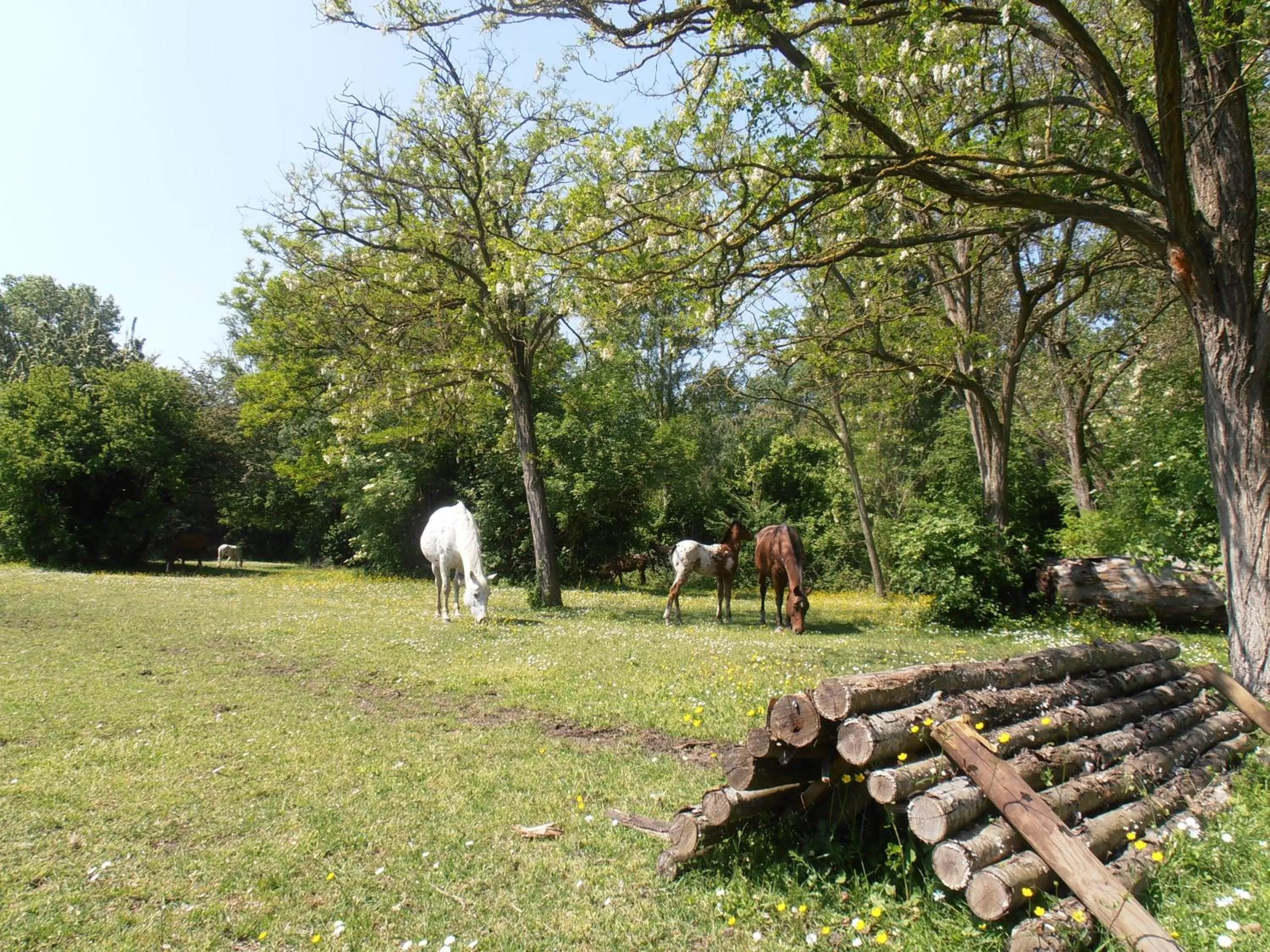 Other Animals in B&B Amici Miei