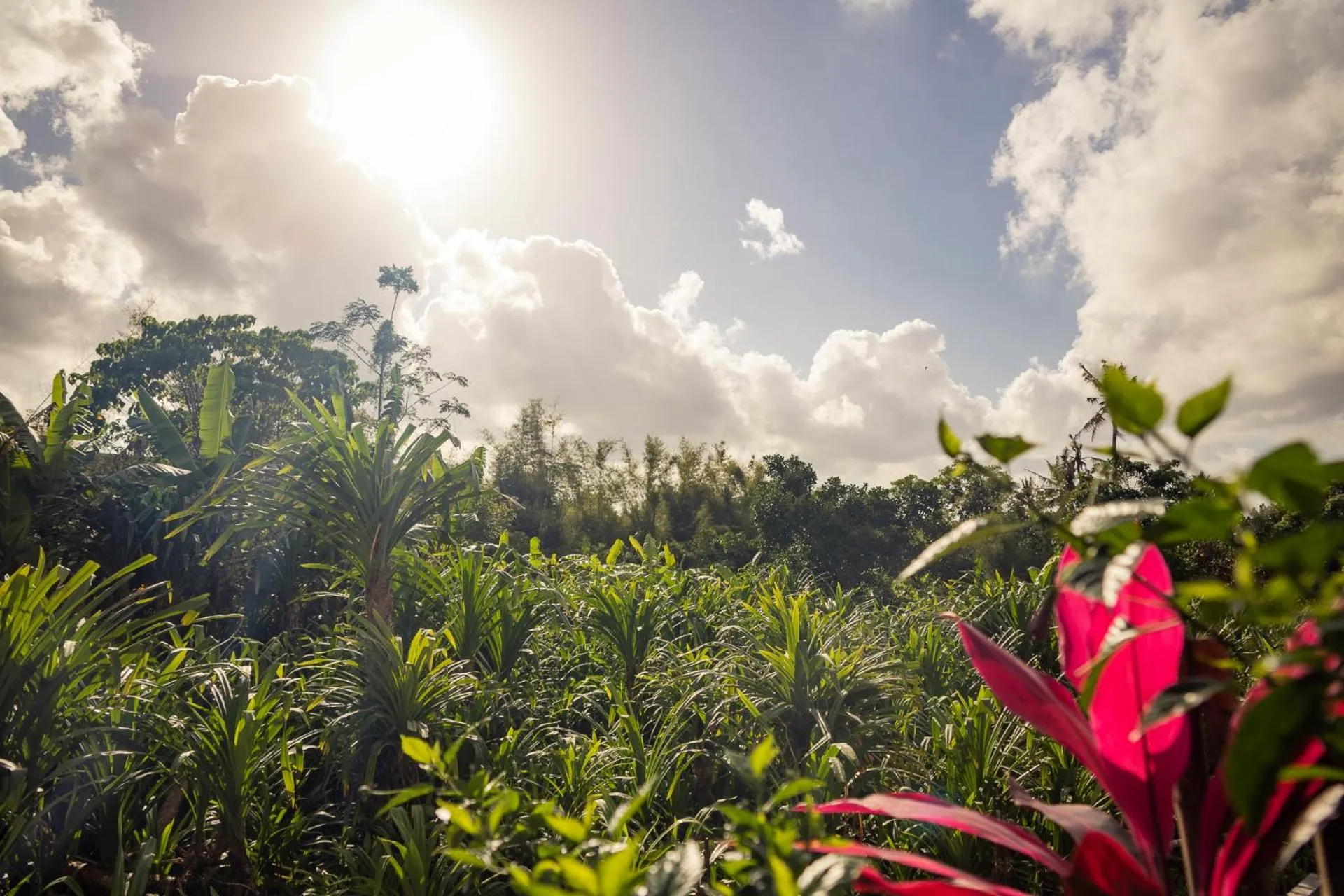 Garden view in Umah Nugraha