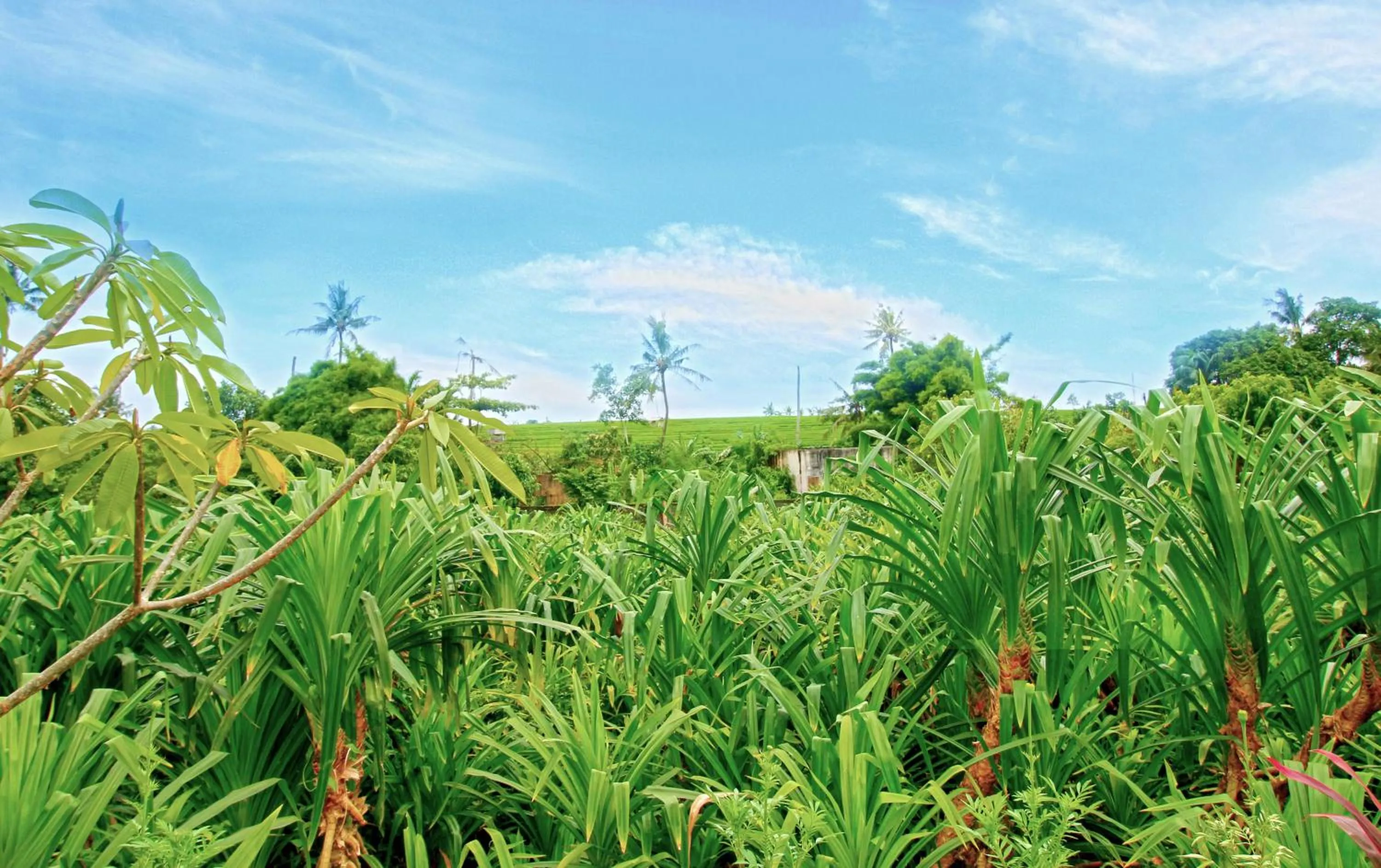 Garden in Umah Nugraha