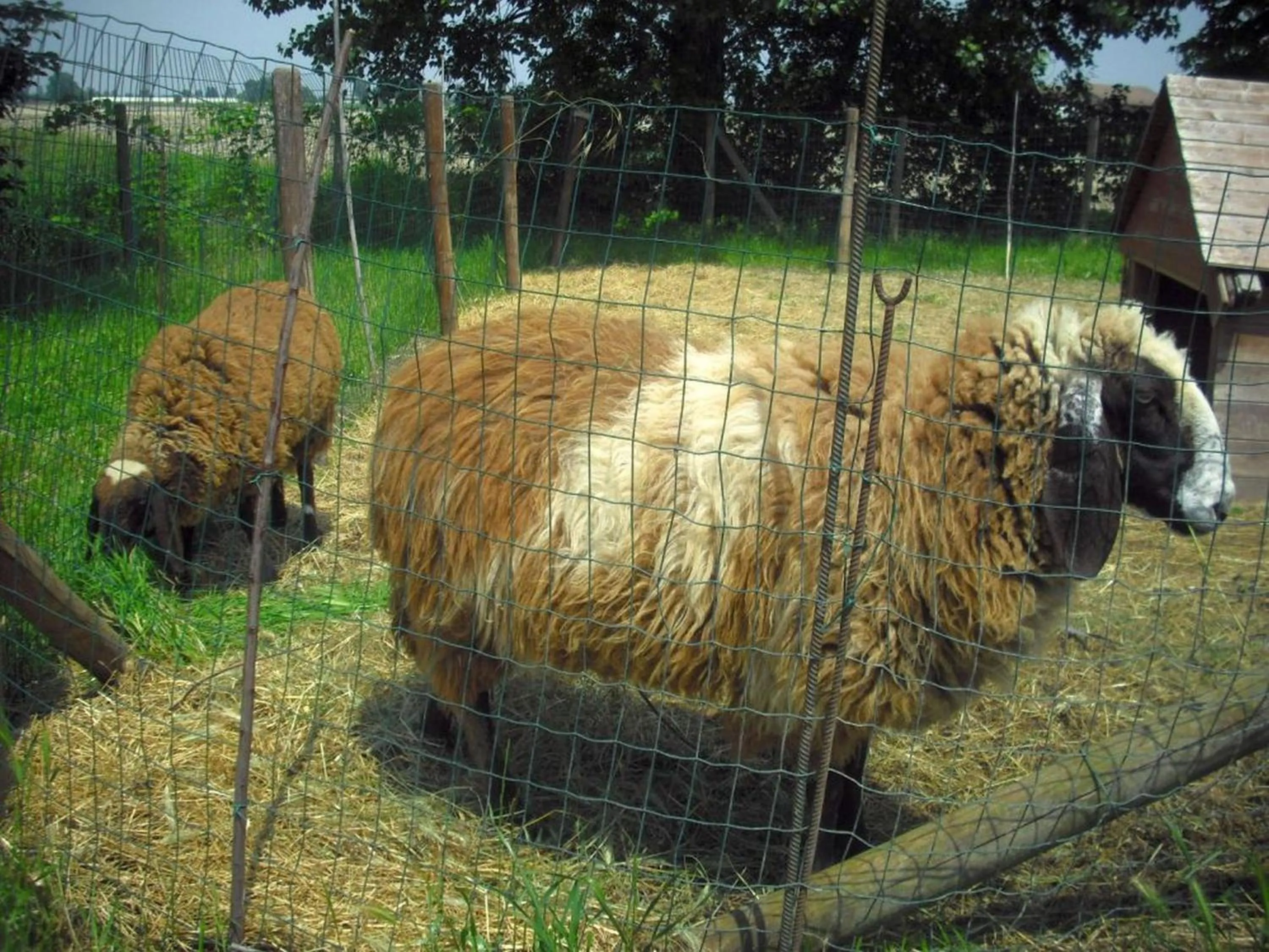 Animals in La Garzaga Turismo Rurale