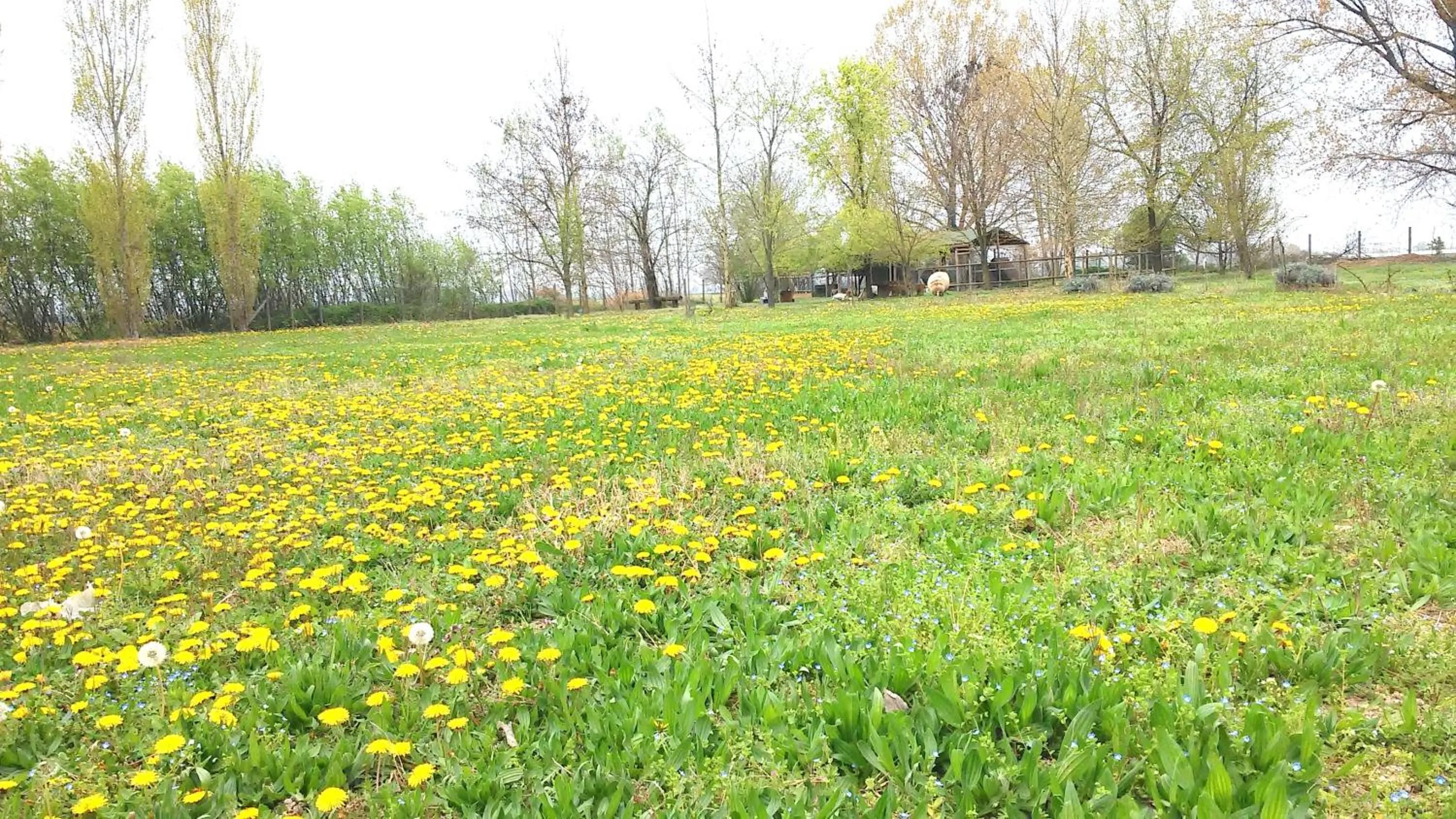 Garden in La Garzaga Turismo Rurale