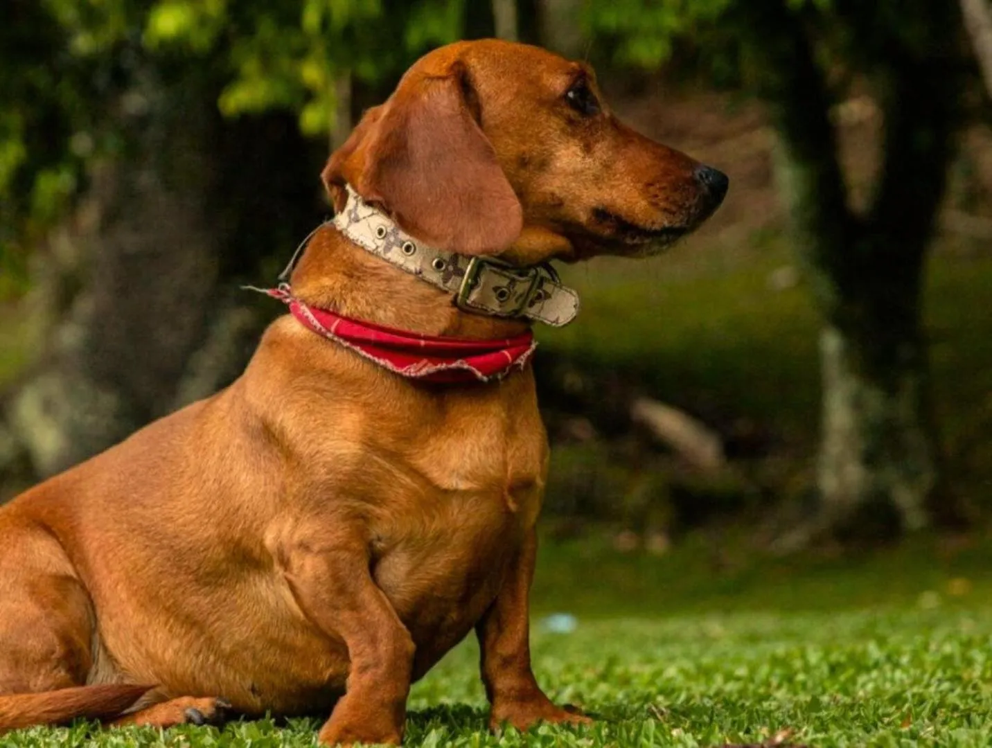 Animals in Estalagem Coração Da Mata