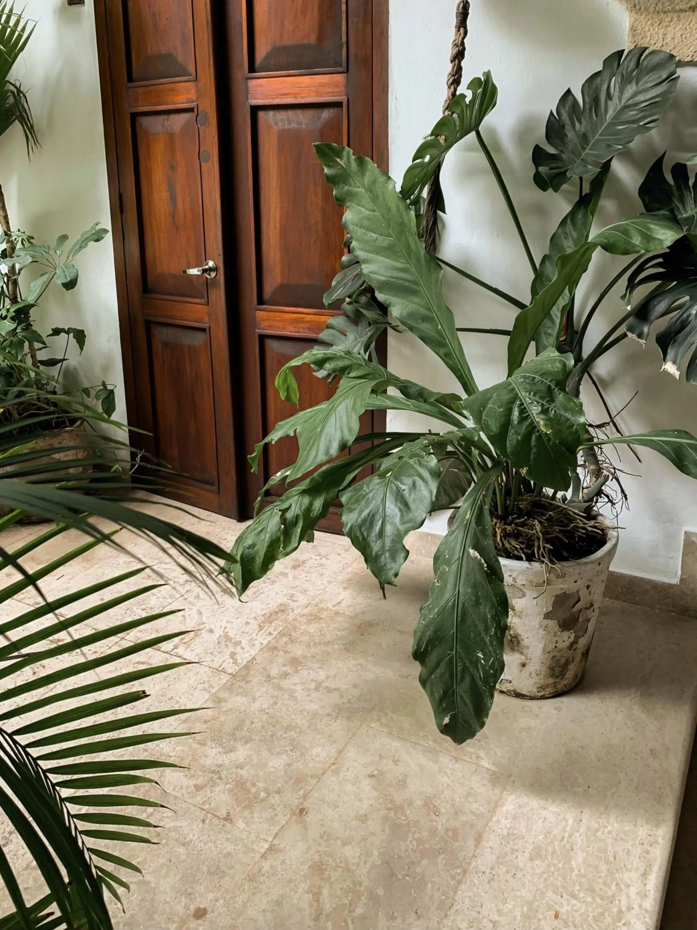 Garden in Hotel Boutique Casa Del Arzobispado