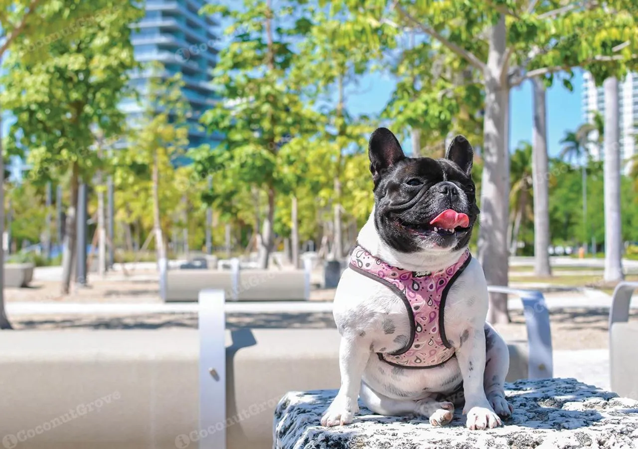 Neighbourhood in iCoconutGrove - Luxurious Vacation Rentals in Coconut Grove