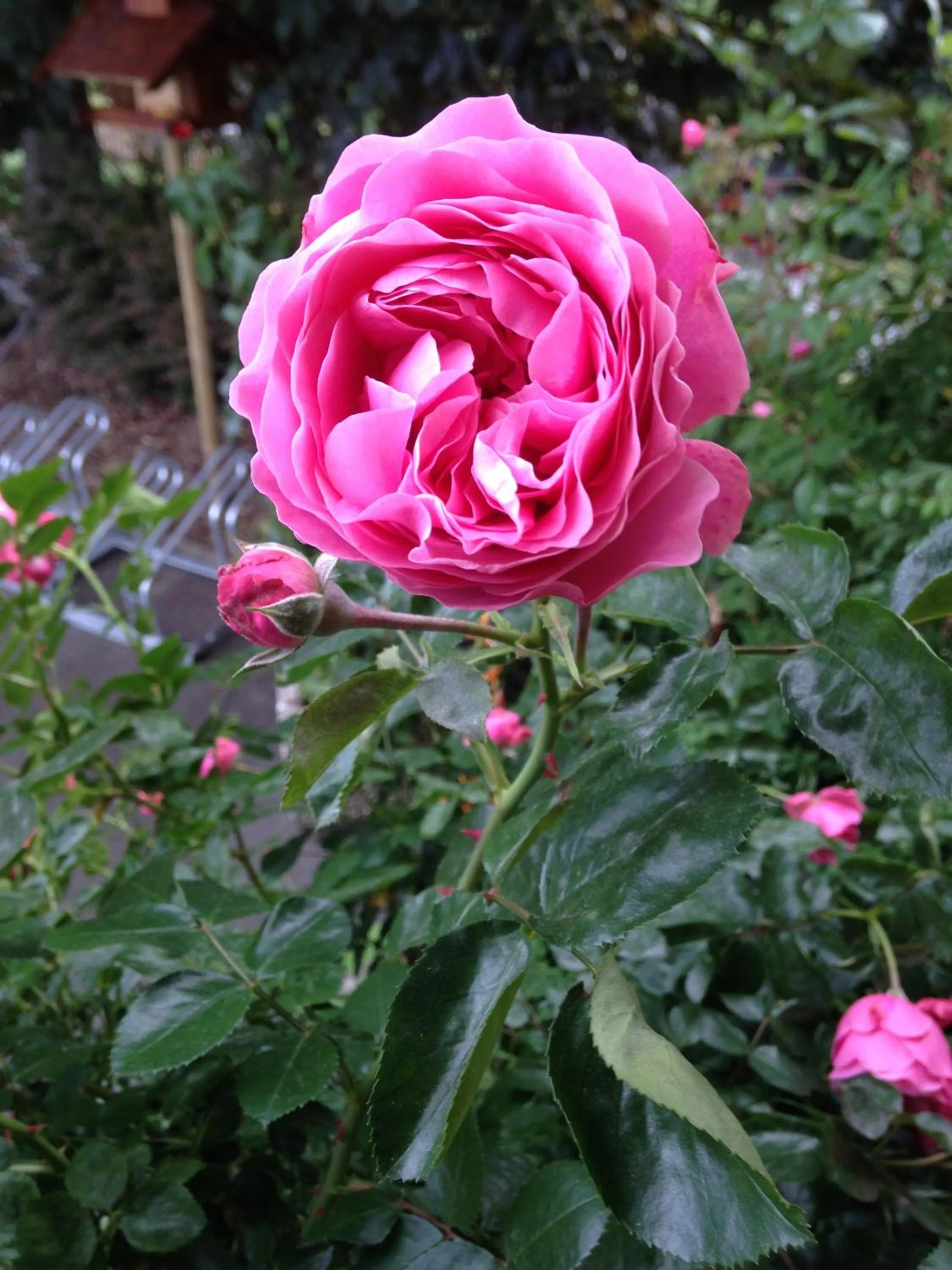 Garden in Panoramahotel Steirerland