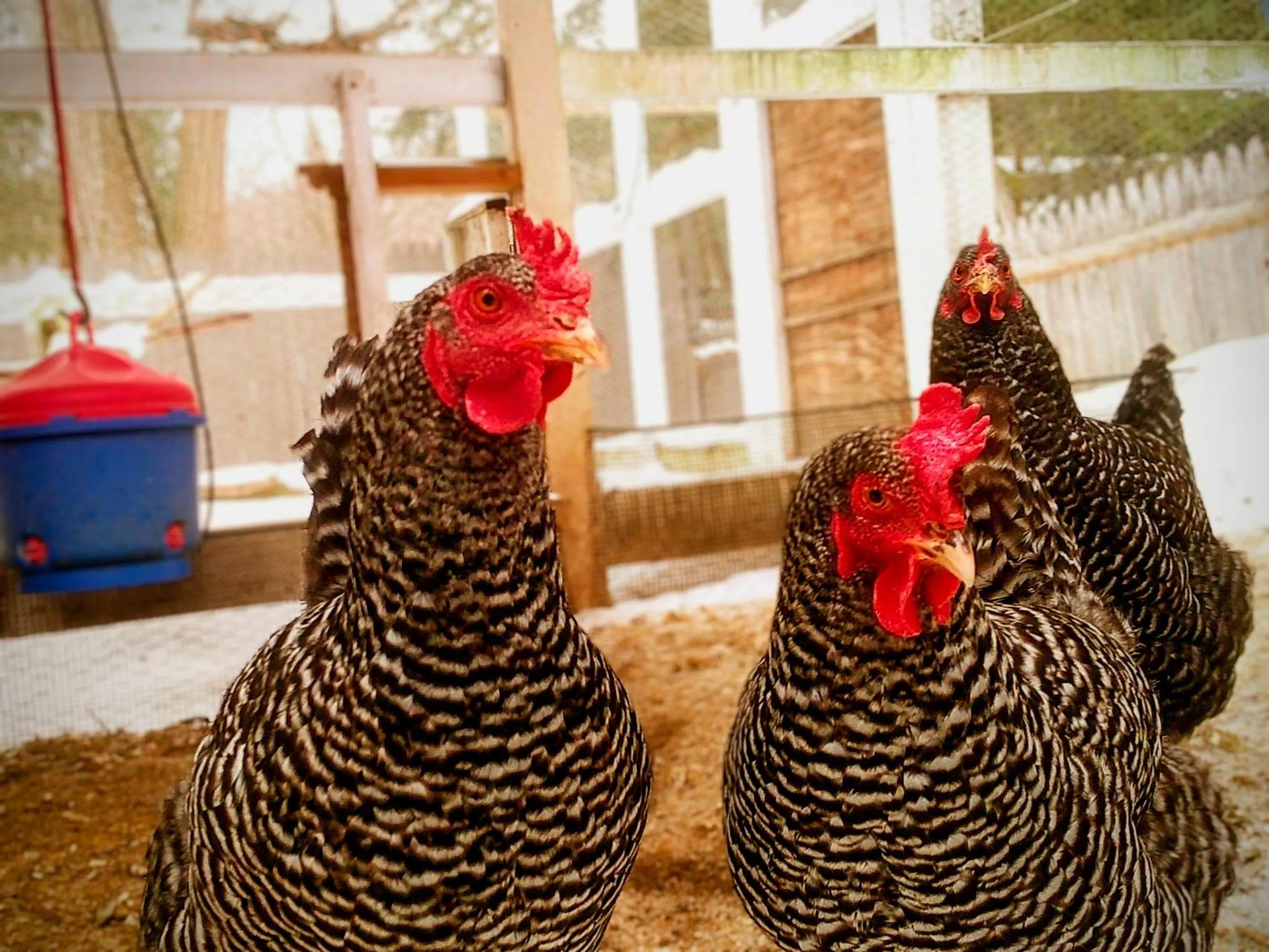 Pets in Cooperstown Bed and Breakfast