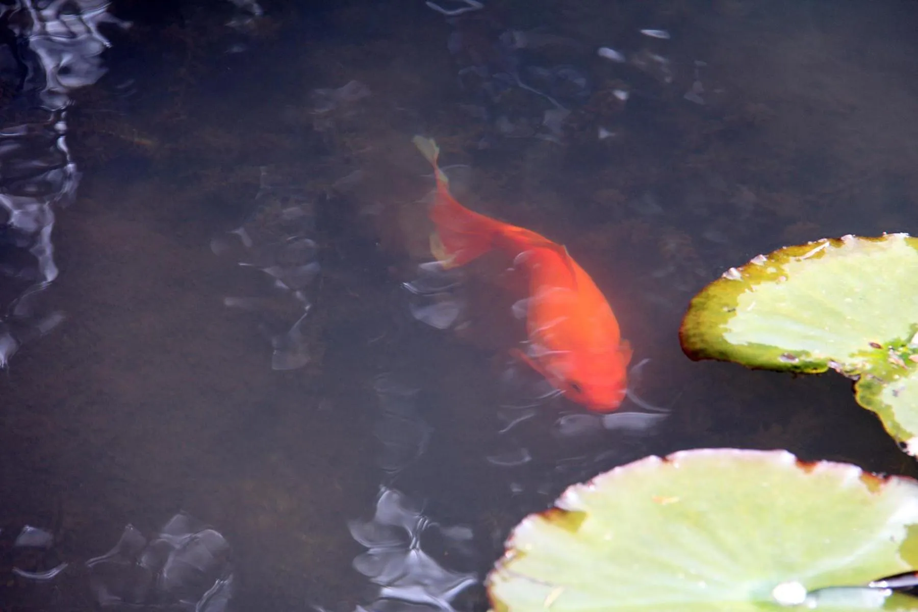 Garden in Brecon Pond Bed & Breakfast