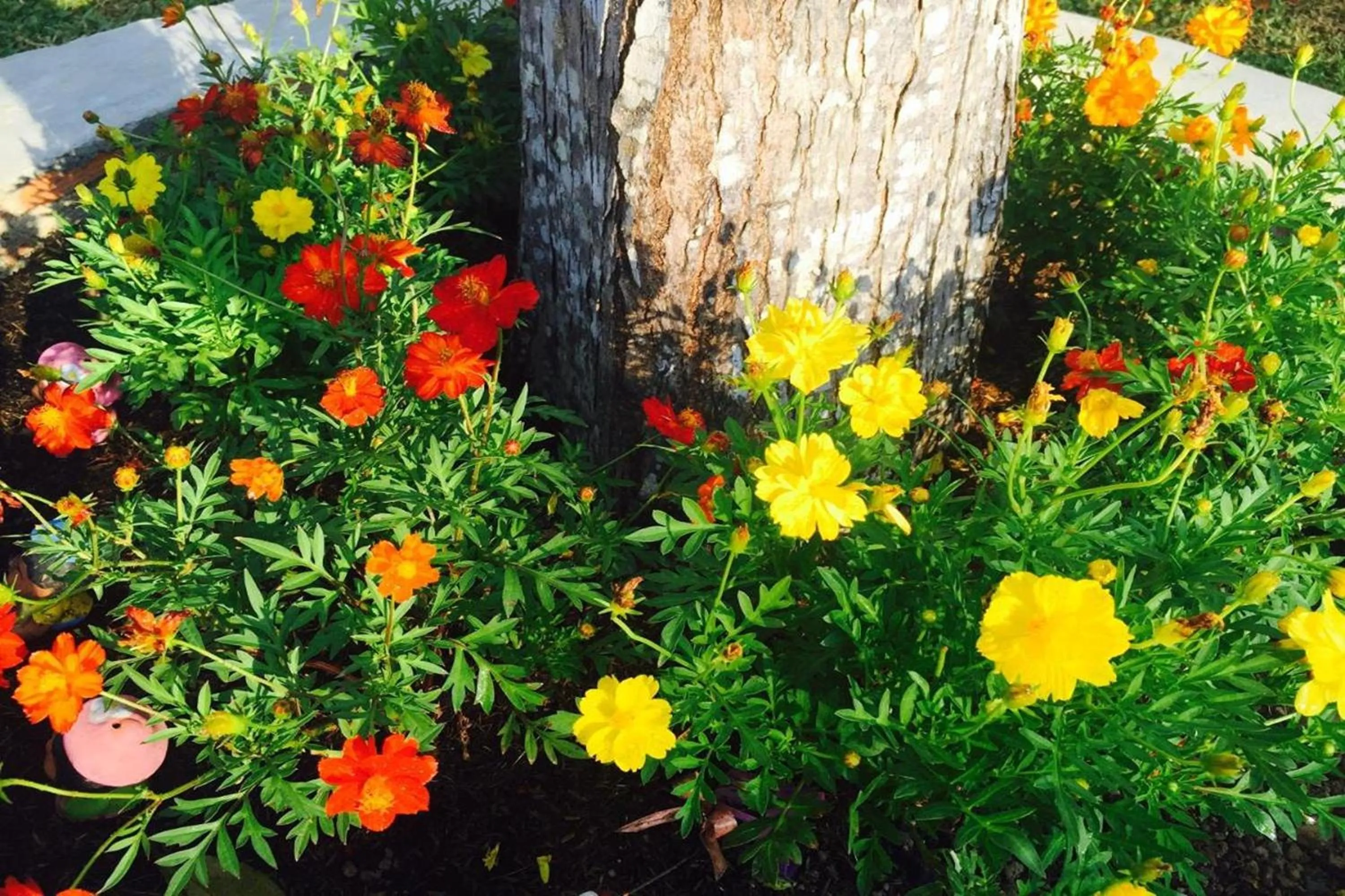 Garden in Forest Hill Resort