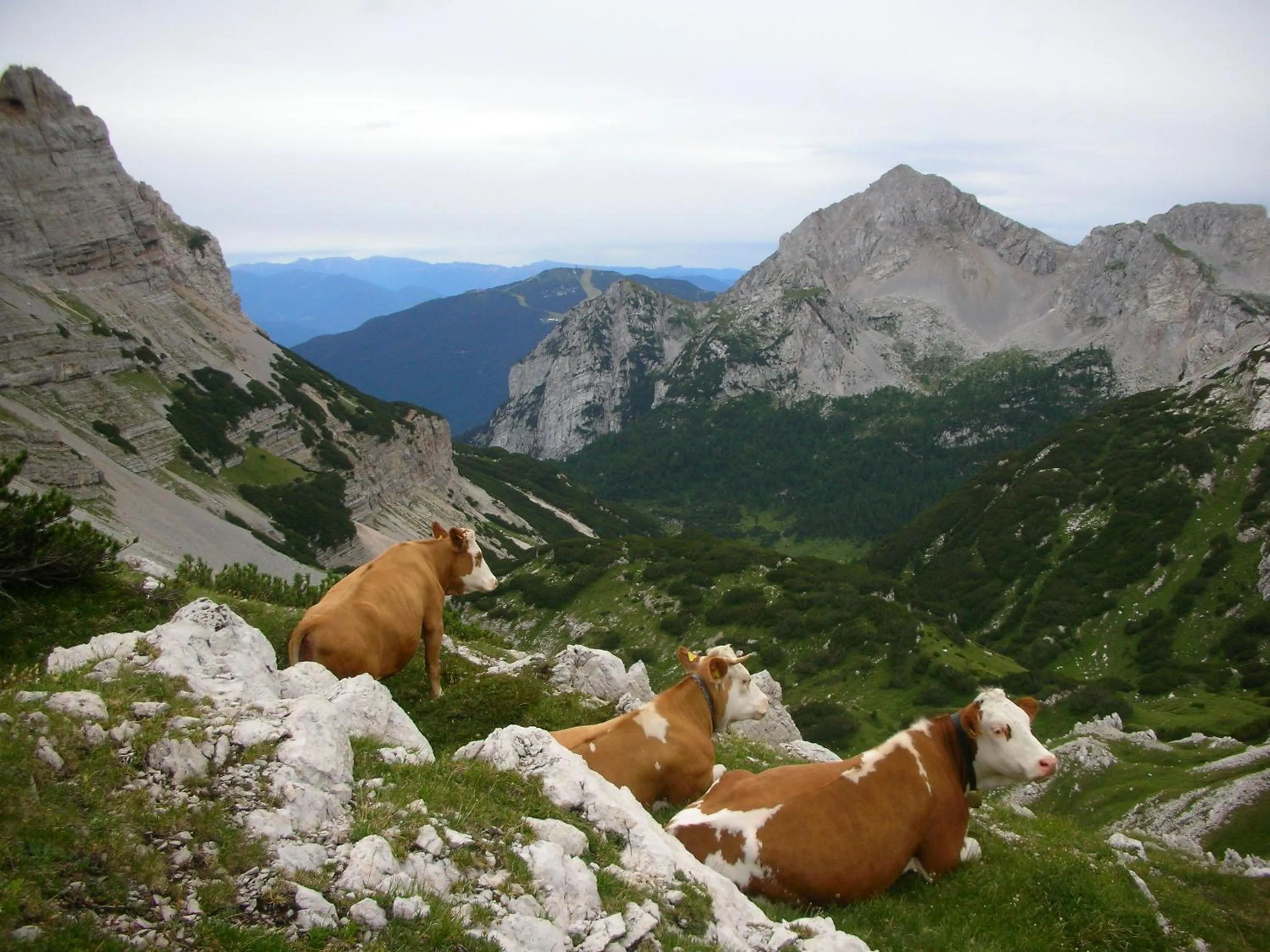 Animals in Alpotel Dolomiten