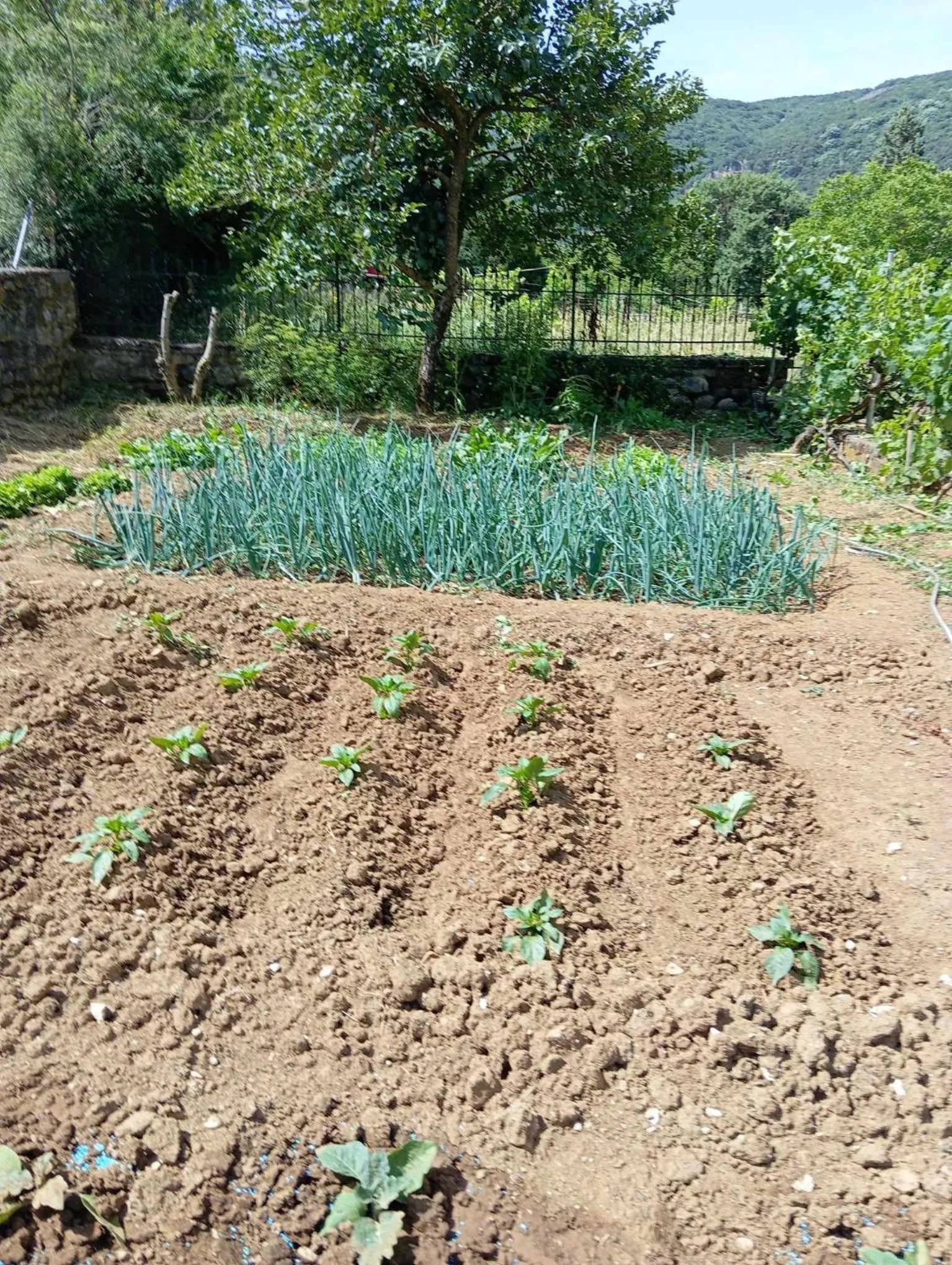 Garden in Hotel Spiridoula