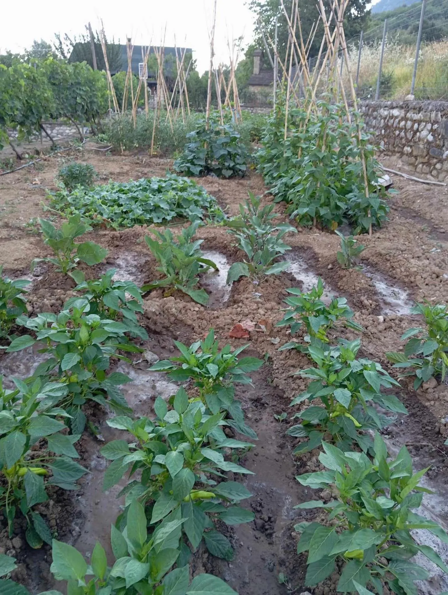Garden in Hotel Spiridoula