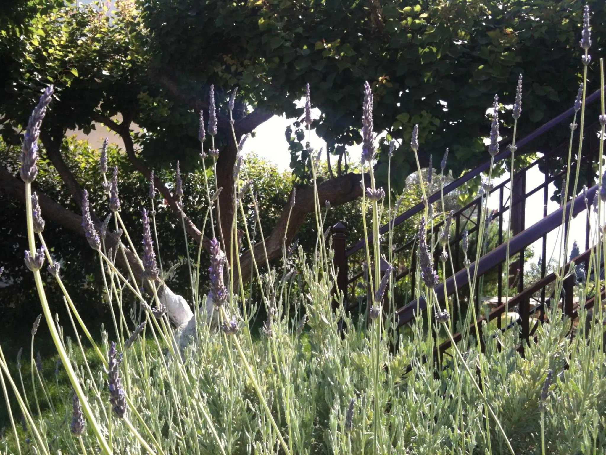 Garden in Scorpios Hotel & Suites